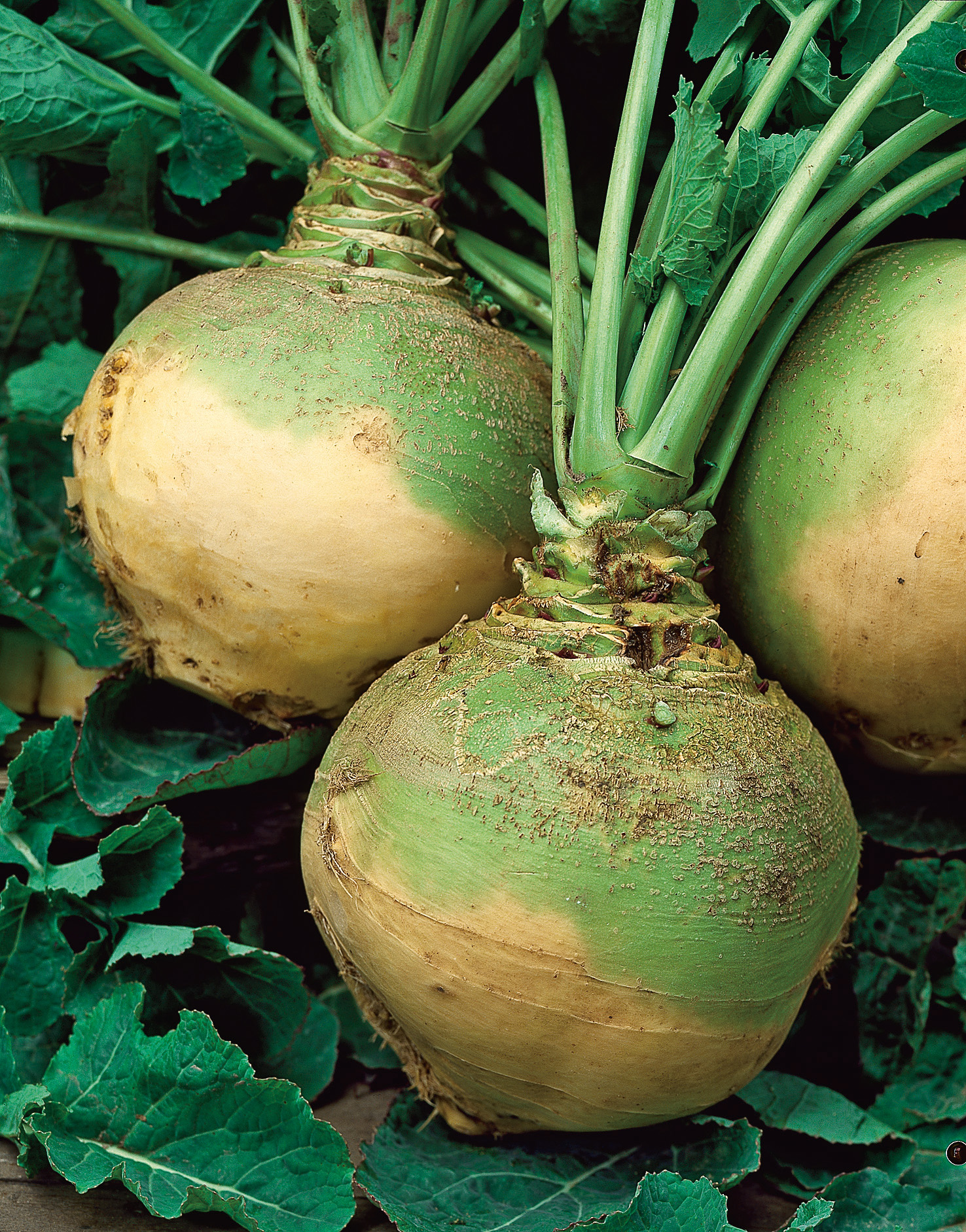 93750_Bodenkohlraben Wilhelmsburger Nahaufnahme von frischen Steckrüben (Kohlrüben): drei ganze Wurzeln mit grünem Blattwerk auf dunkelgrünem Blattuntergrund