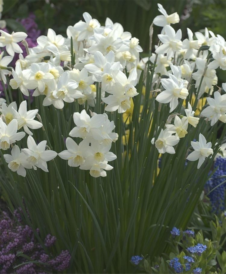 Tazetten-Narzissen Paperwhite Grandiflora mit großen, reinweißen Blüten in dichten Büscheln auf aufrechten Stielen, dekorativ als leuchtender Frühlingsakzent im Beet