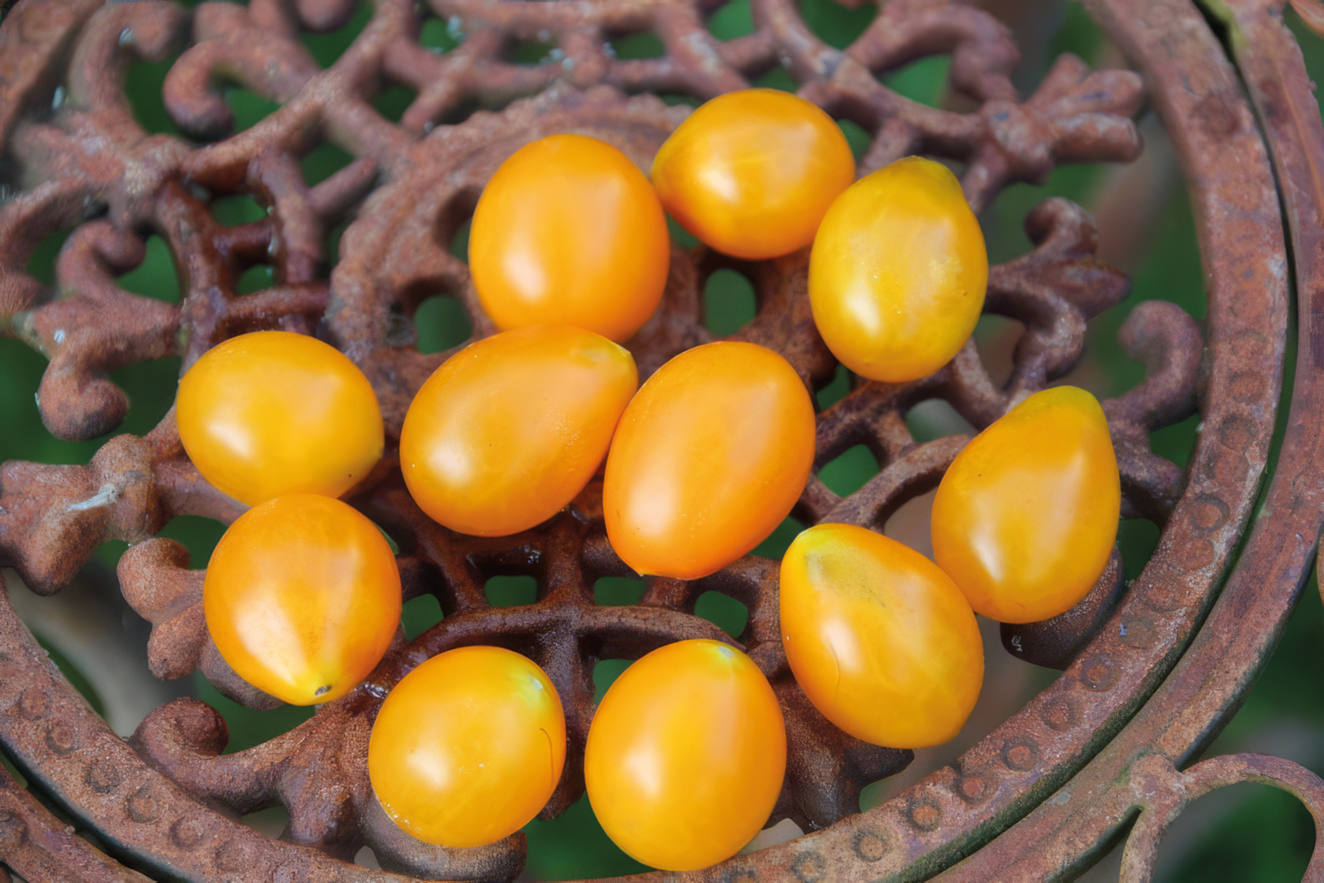 Cocktailtomate Gelbe Dattelwein