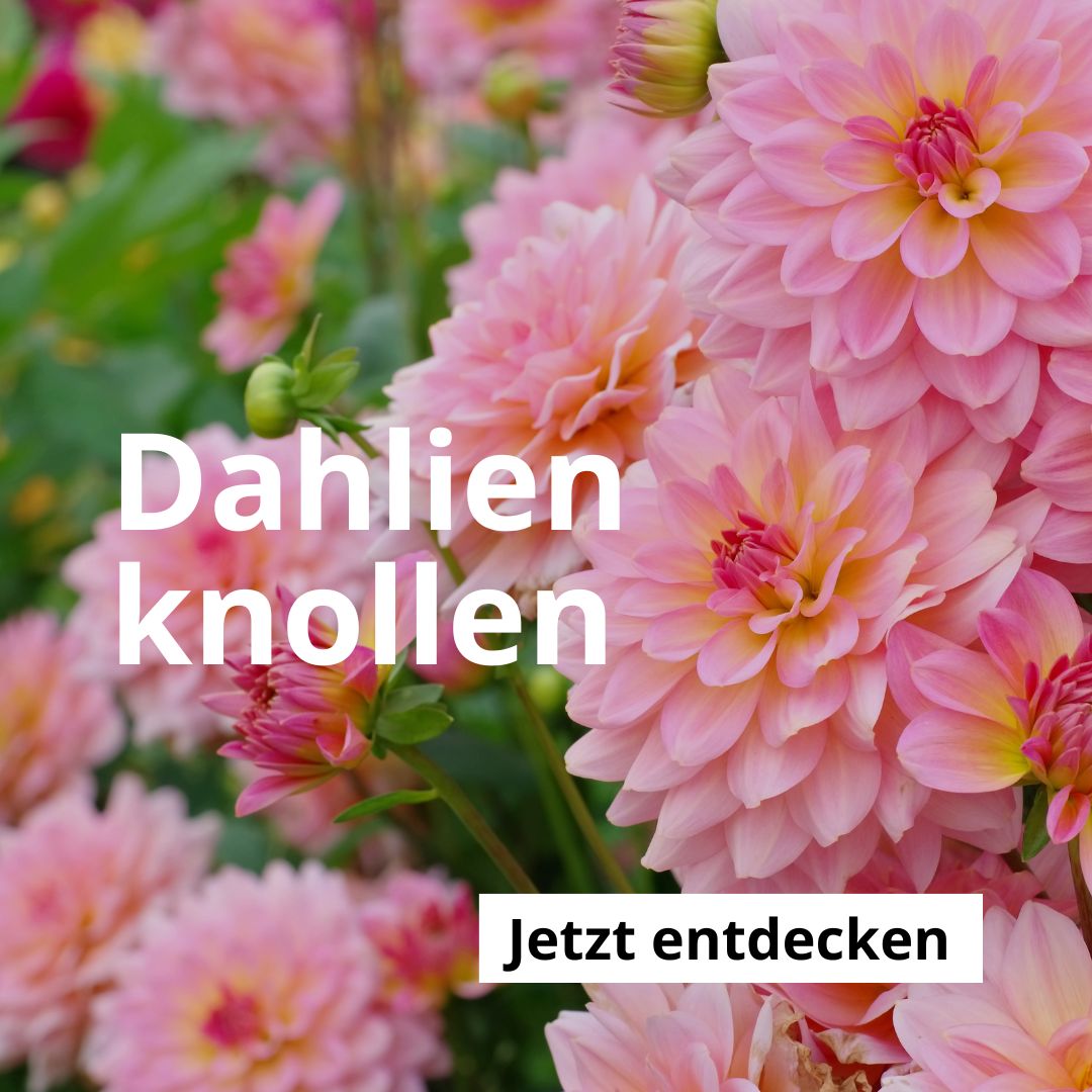 Dahlien