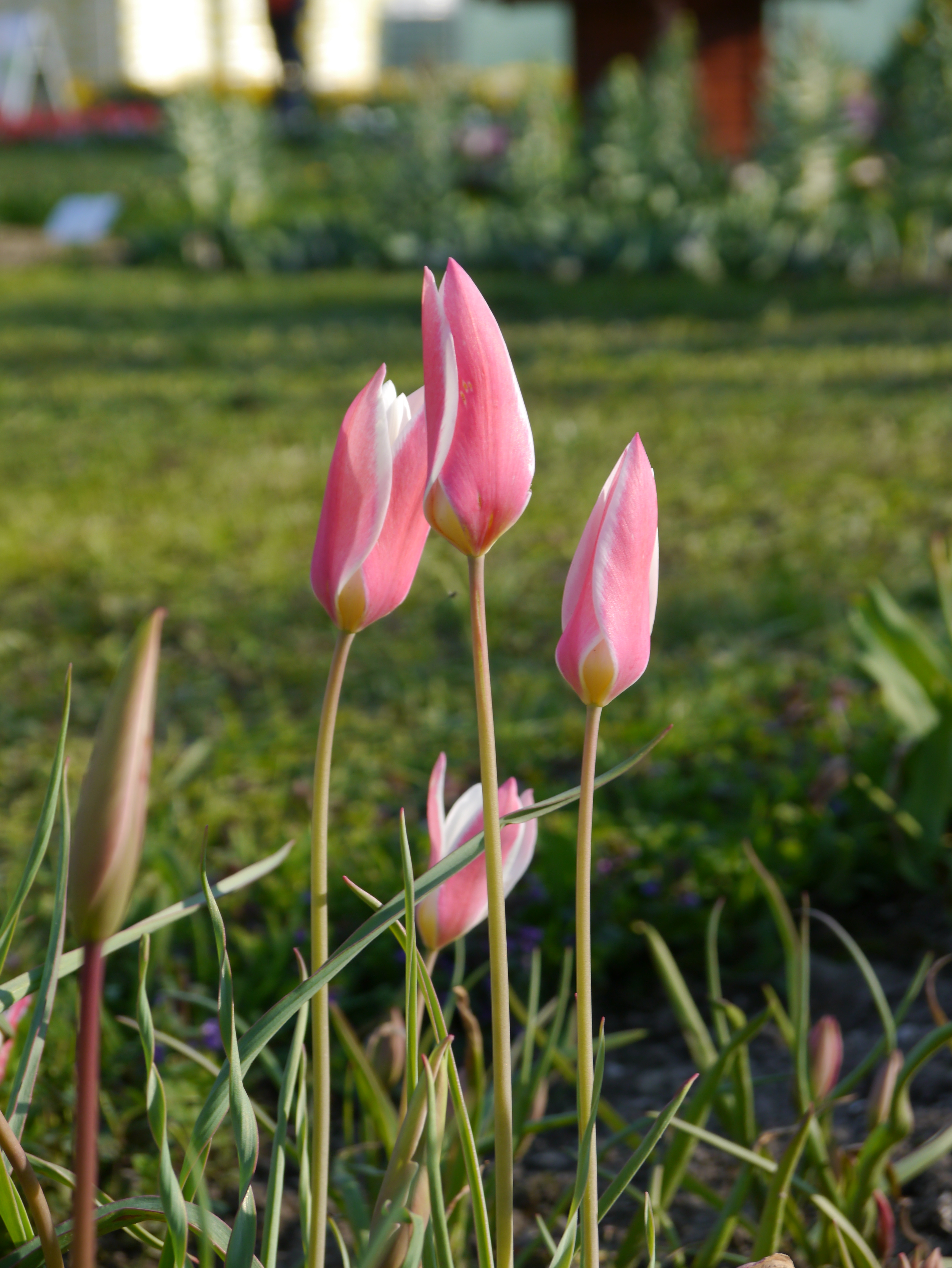 Drei schlanke rosa Tulpenknospen im Garten vor unscharfem, grünem Hintergrund