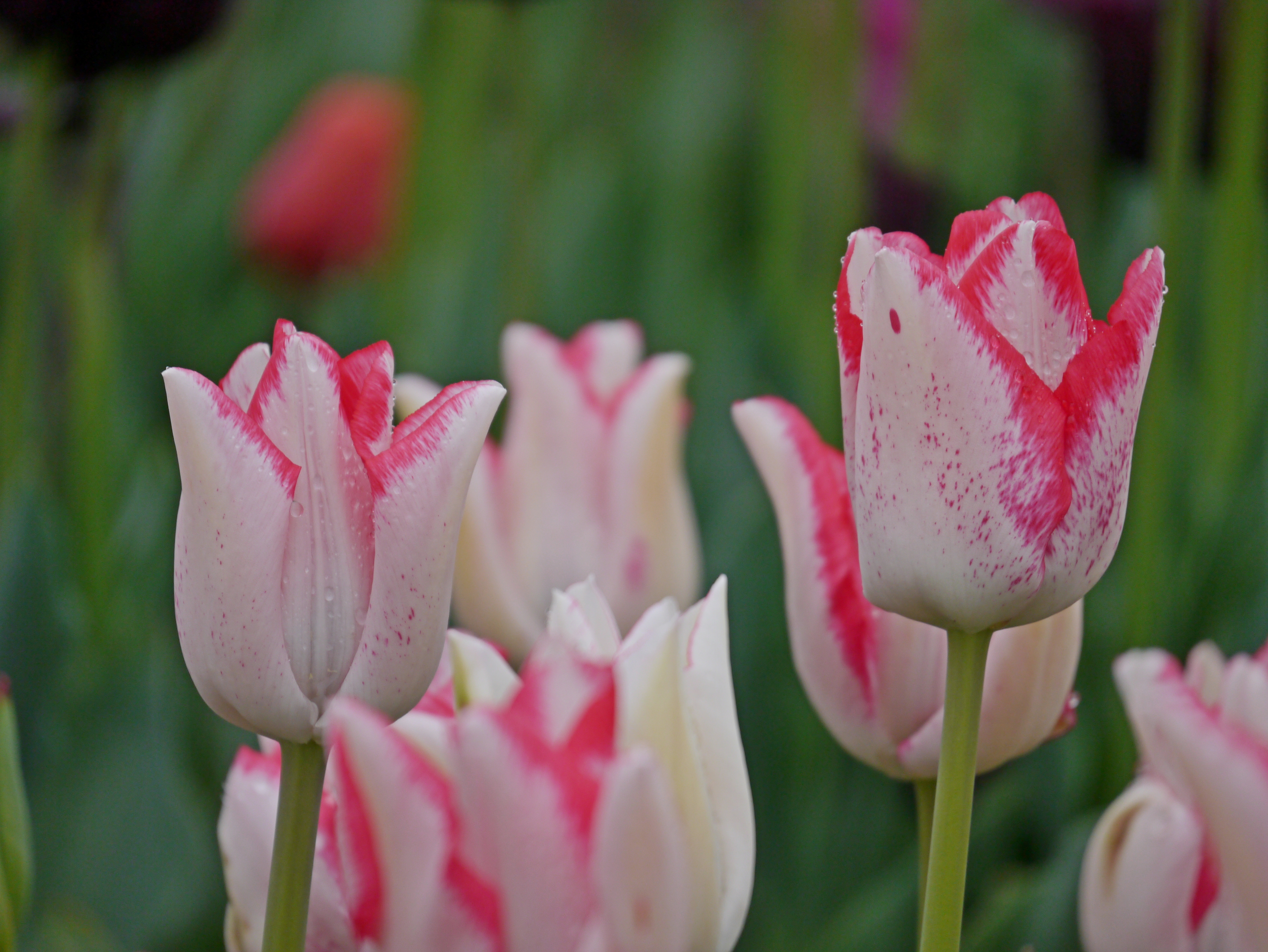 Nahaufnahme von weiß-rosa Tulpen mit pinken Rändern und zarten Sprenkeln, mit Wassertropfen auf den Blütenblättern vor grünem, unscharfem Hintergrund