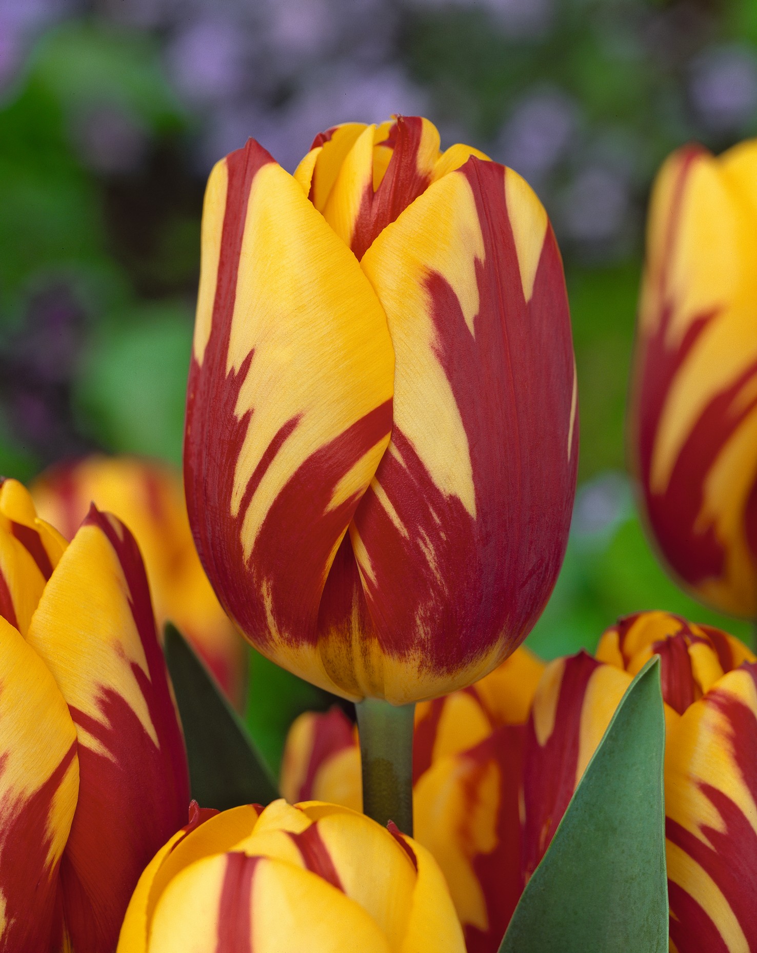Triumph-Tulpen Helmar
