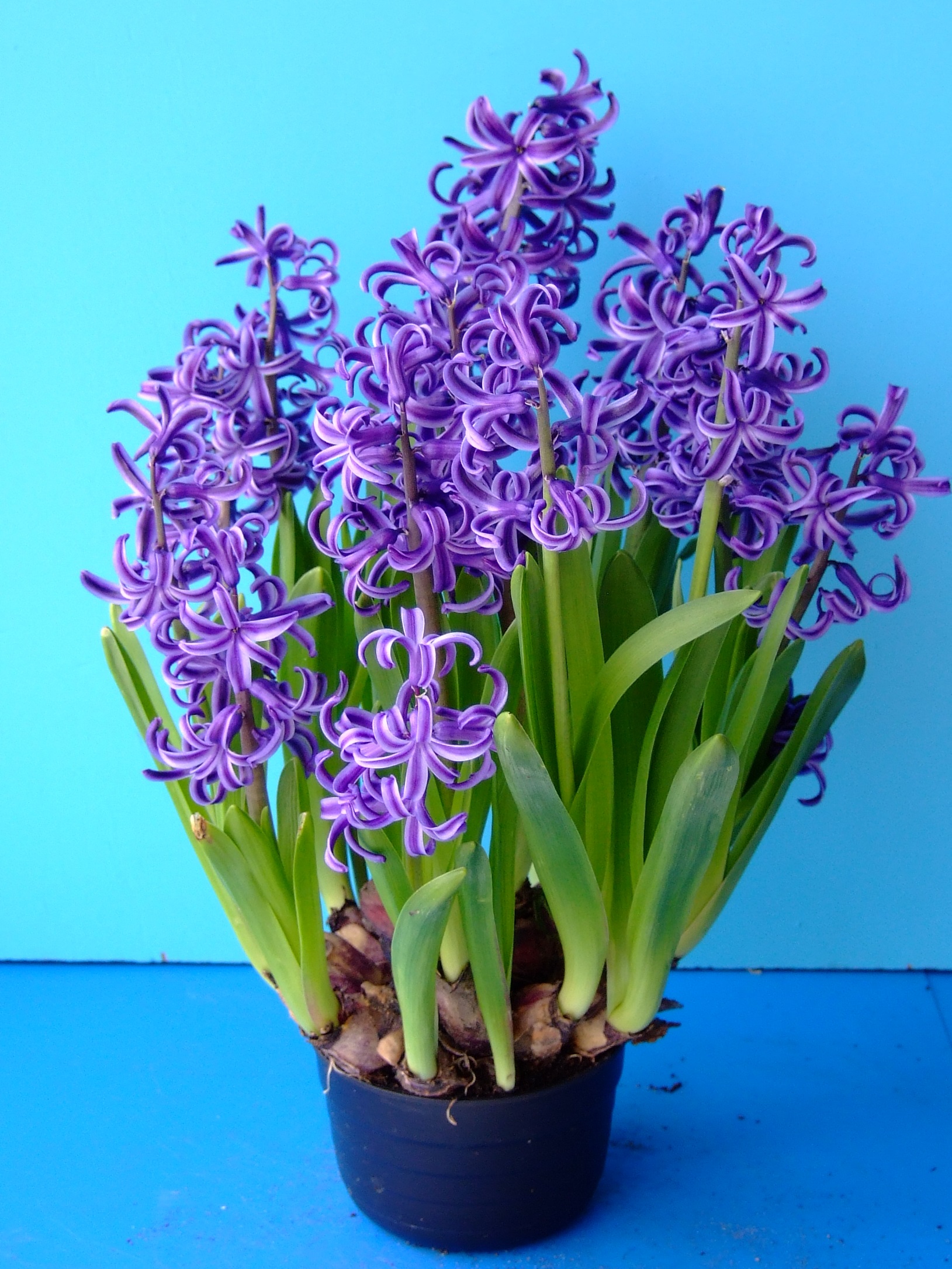 Topf mit mehreren violetten Hyazinthen (Hyacinthus), dichten, spiralförmigen Blütenrispen und grünen Blättern auf blauem Hintergrund
