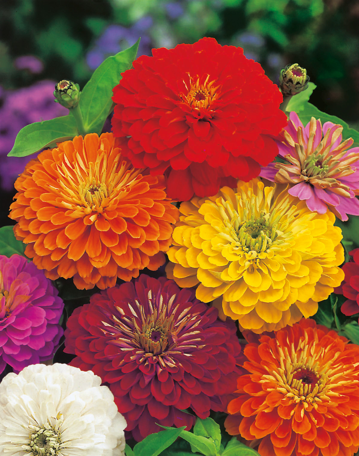 Nahaufnahme bunter Zinnien in Rot, Gelb, Orange, Weiß und Violett mit üppigen, gefüllten Blüten