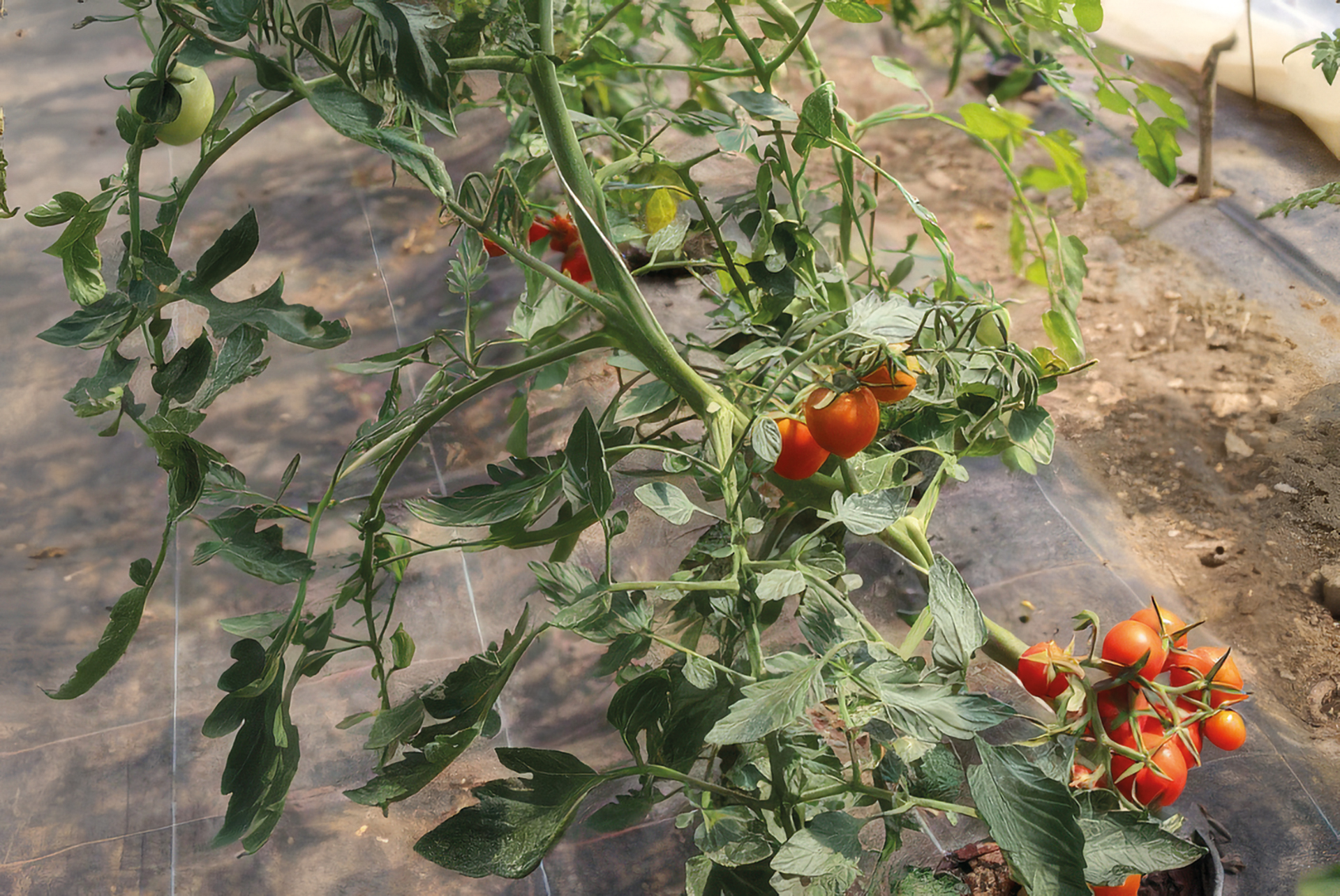 Cocktailtomate Austrian Mountain Cherry