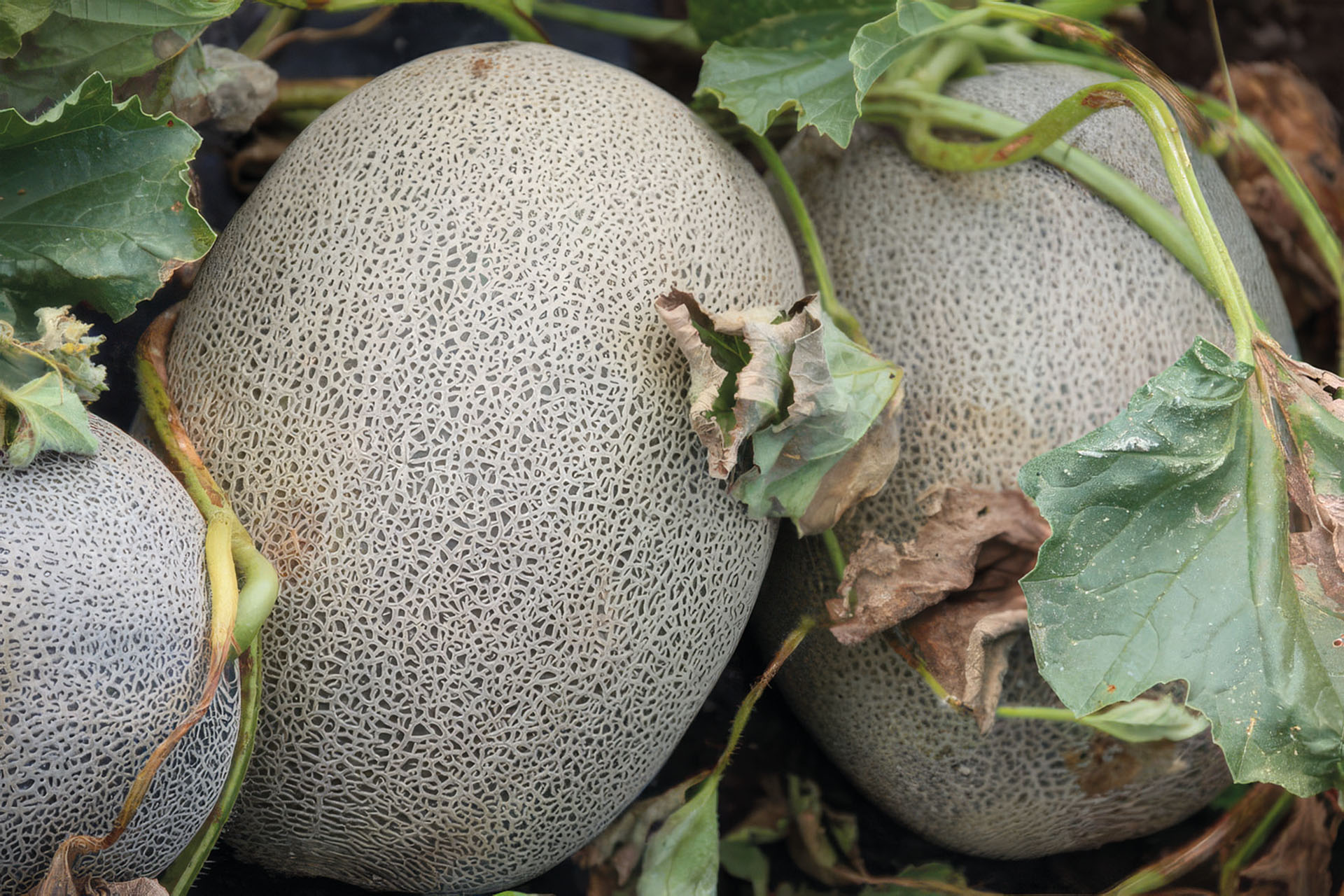 Melone Ananas