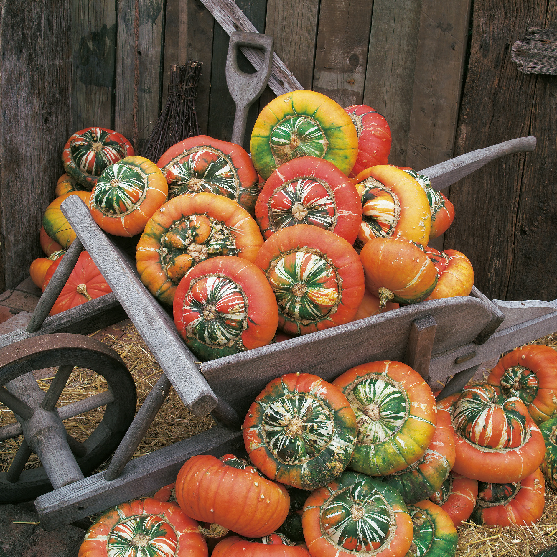 Zierkürbis Turban Mischung
