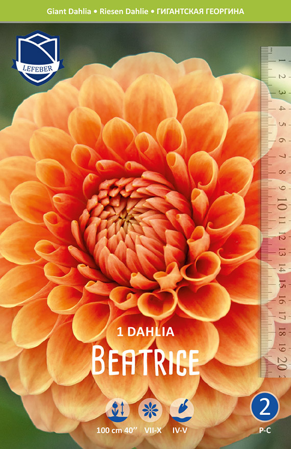 Dahlia Beatrice 8711829720100 Nahaufnahme der Verpackung: leuchtend orangefarbene Dahlie 'Beatrice' (Riesen-Dahlie) mit detailreichen, kugeligen Blütenblättern, Markenlogo und seitlichem Maßstab