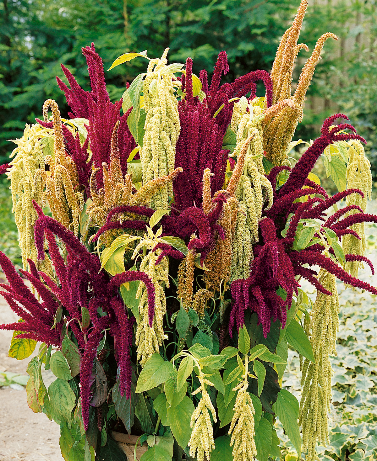 Amaranthus (Fuchsschwanz-Amarant) mit hängenden roten und gelben Rispen in einem Pflanzkübel