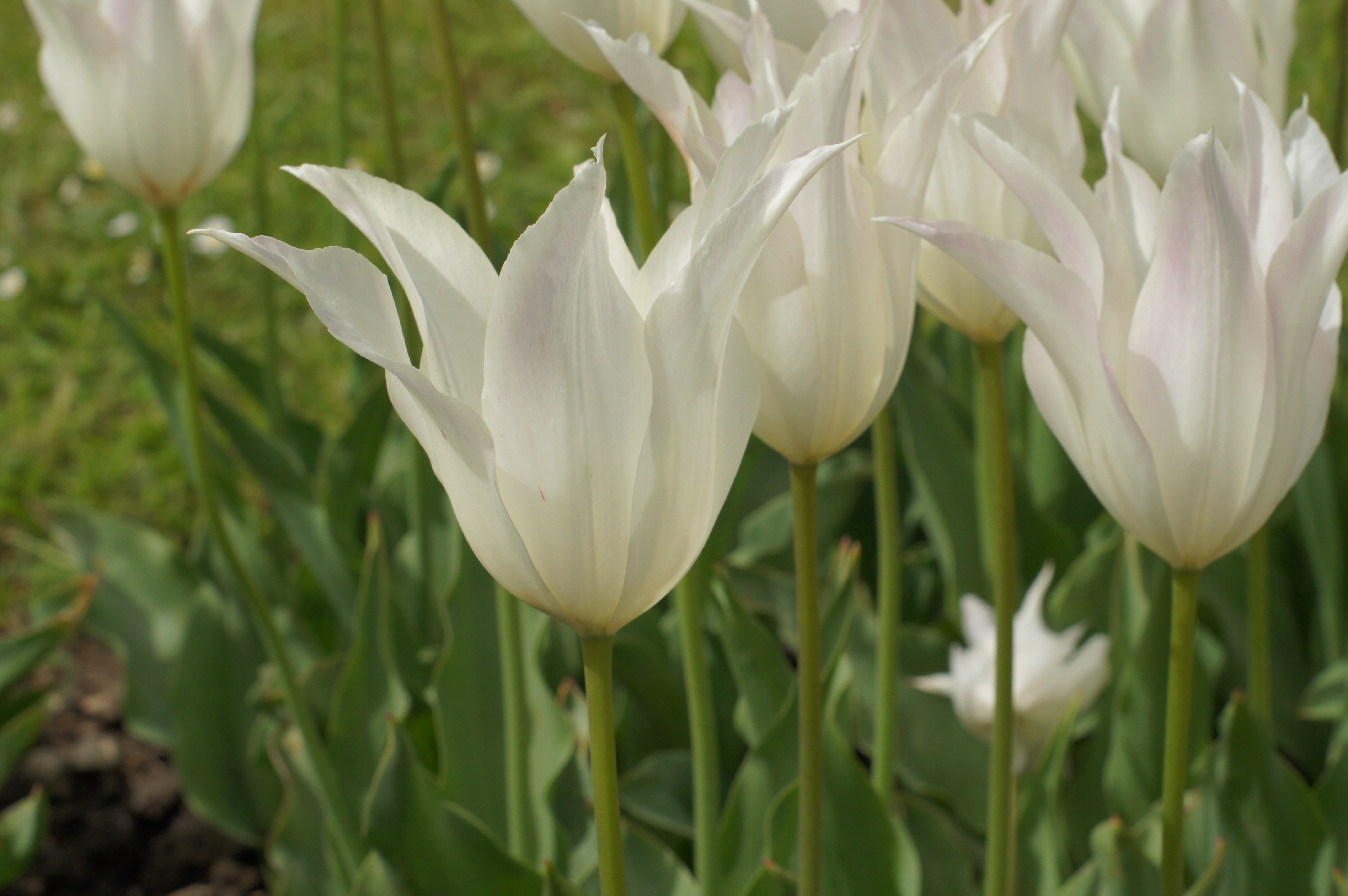 Nahaufnahme weißer Tulpen mit spitzen, leicht geöffneten Blütenblättern und grünen Stielen vor unscharfem Gartenhintergrund