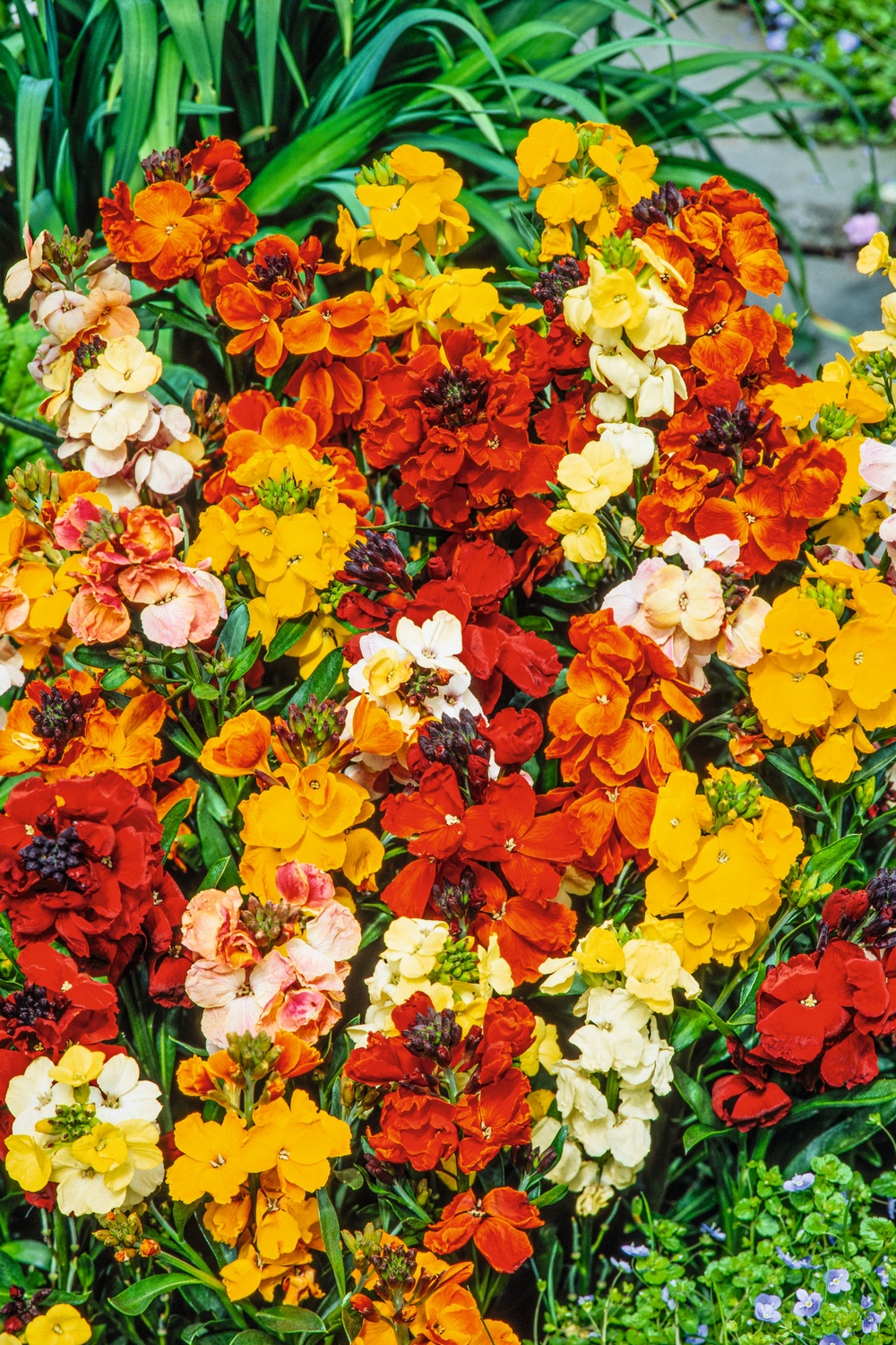 Nahaufnahme eines bunten Blumenbeets mit vielen kleinen, dicht stehenden Blüten in Rot, Orange, Gelb und Creme vor grünem Blattwerk