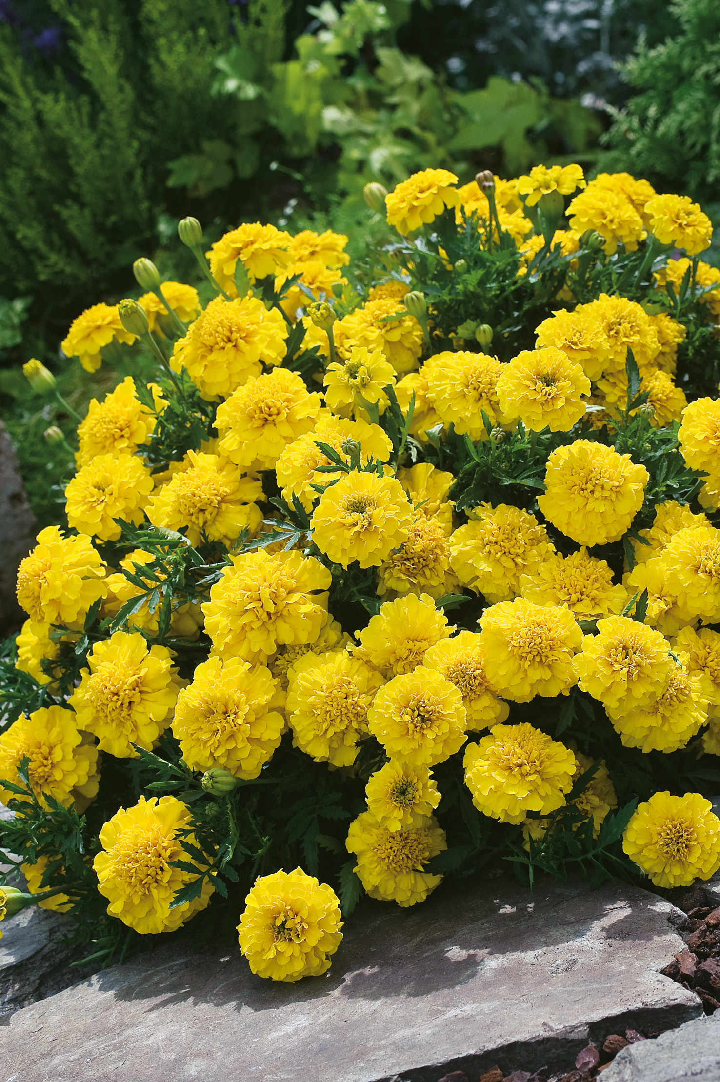 Nahaufnahme eines Bodendeckers aus leuchtend gelben Tagetes (Studentenblumen) mit runden, gefüllten Blüten vor grünem Laub und steiniger Beetumrandung.