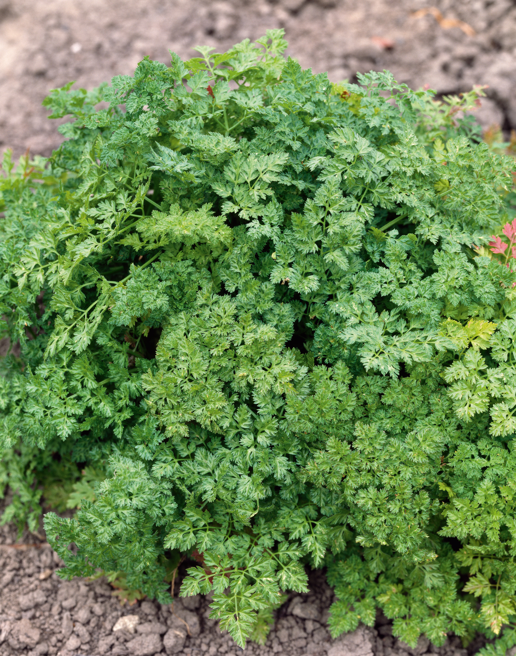 Nahaufnahme der krausen Petersilie (Petroselinum crispum) mit dichtem, gefiedertem Laub im Beet
