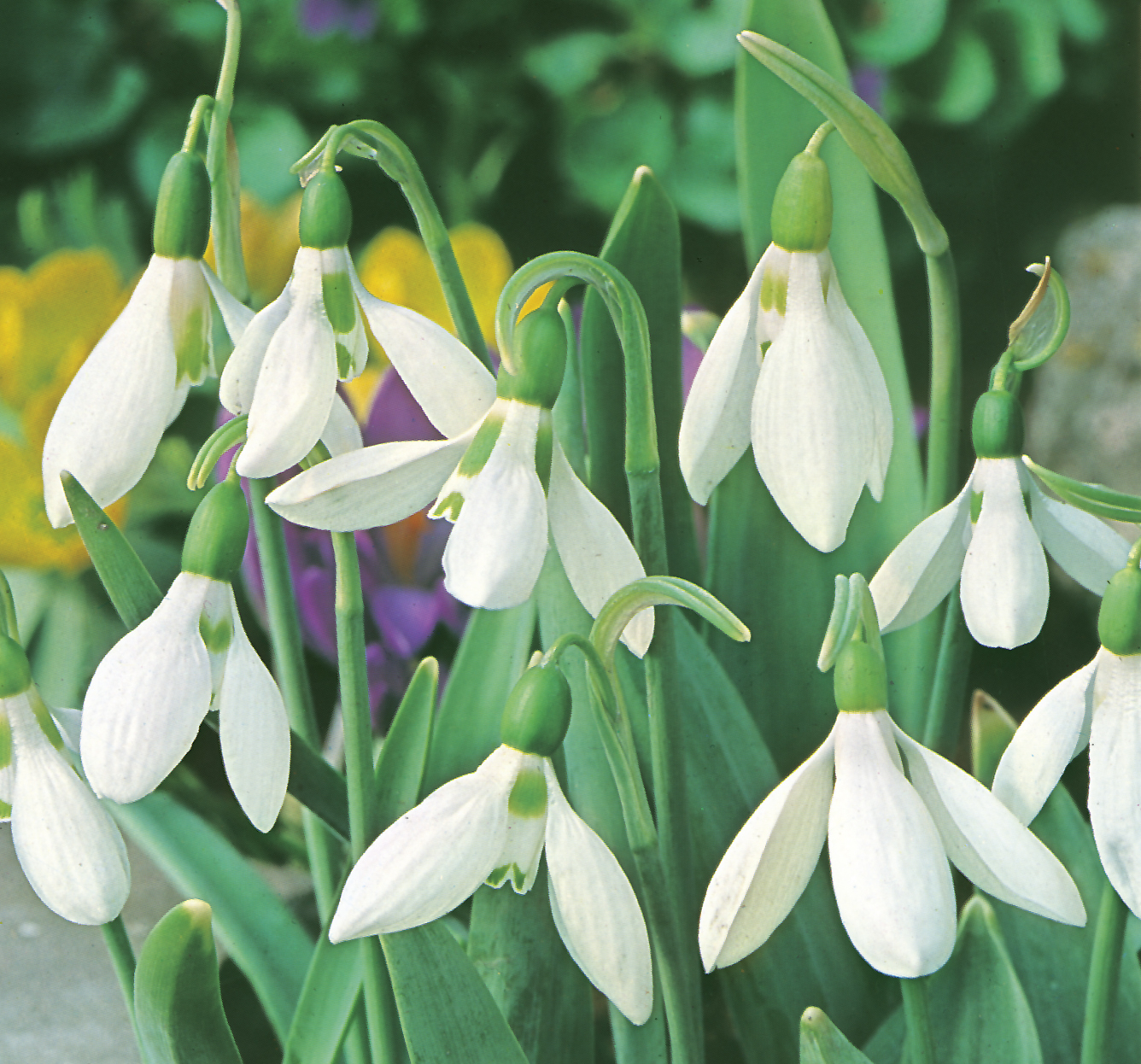 Galanthus elwesii