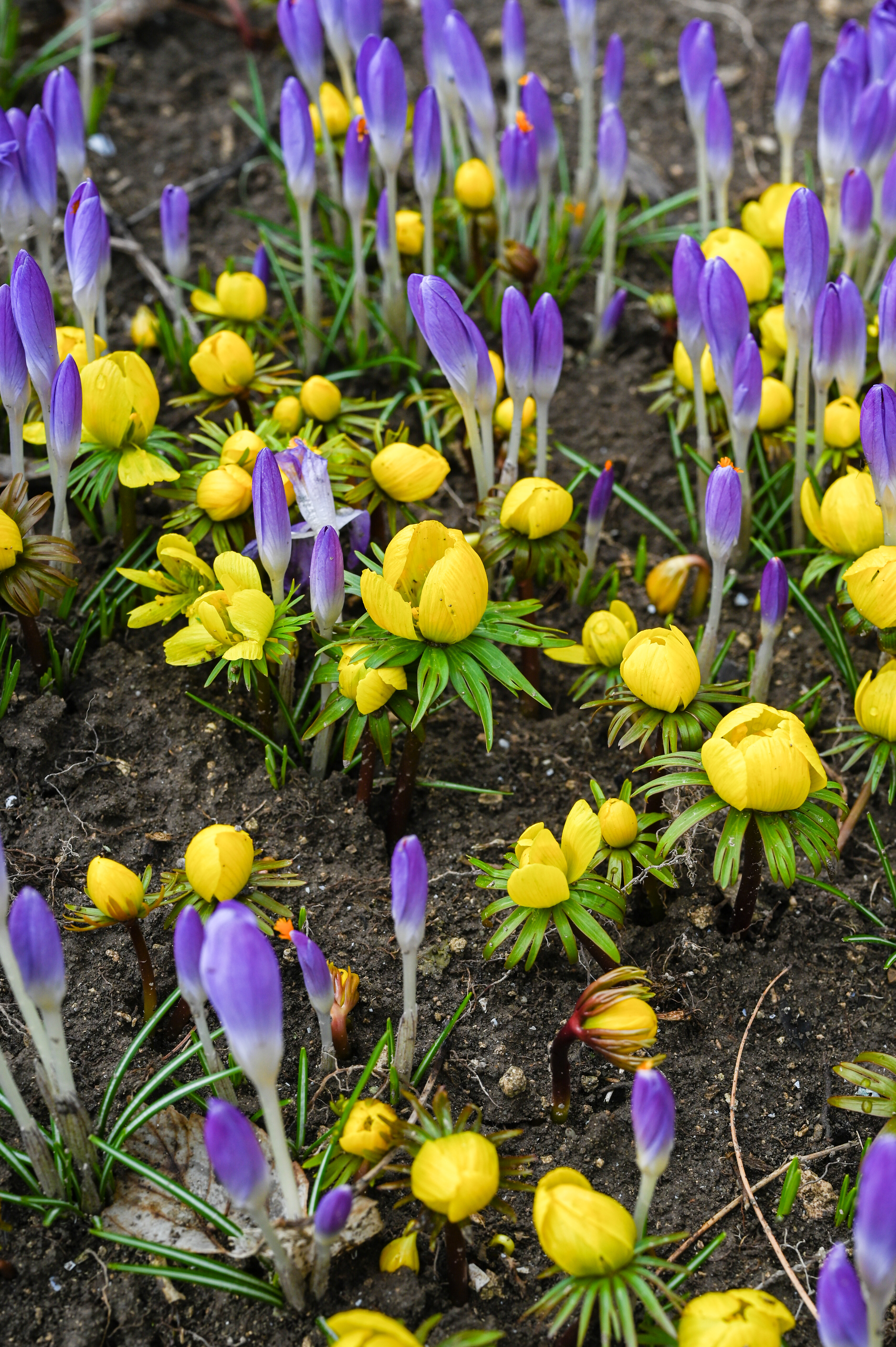 Blumenzwiebel-Mischung Imkermischung mit lila Krokussen und gelben Frühjahrsblühern als erste Bienenweide im Frühjahr, ideal zum Verwildern
