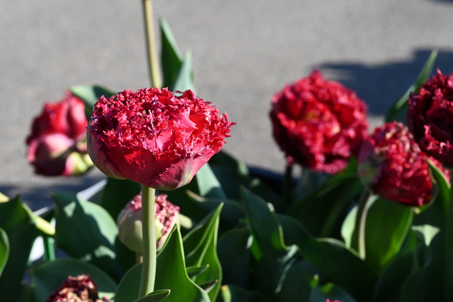 Crispa-Tulpen Qatar