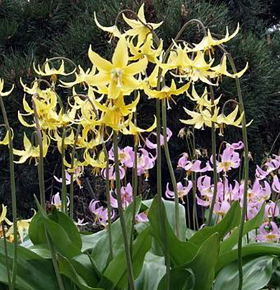 50075_Erythronium dens-canis Mix Gelbe Erythronium-Blüten mit zurückgebogenen Blütenblättern auf hohen Stielen in einem Gartenbeet, im Hintergrund rosa Blüten und dunkelgrünes Nadelgehölz.
