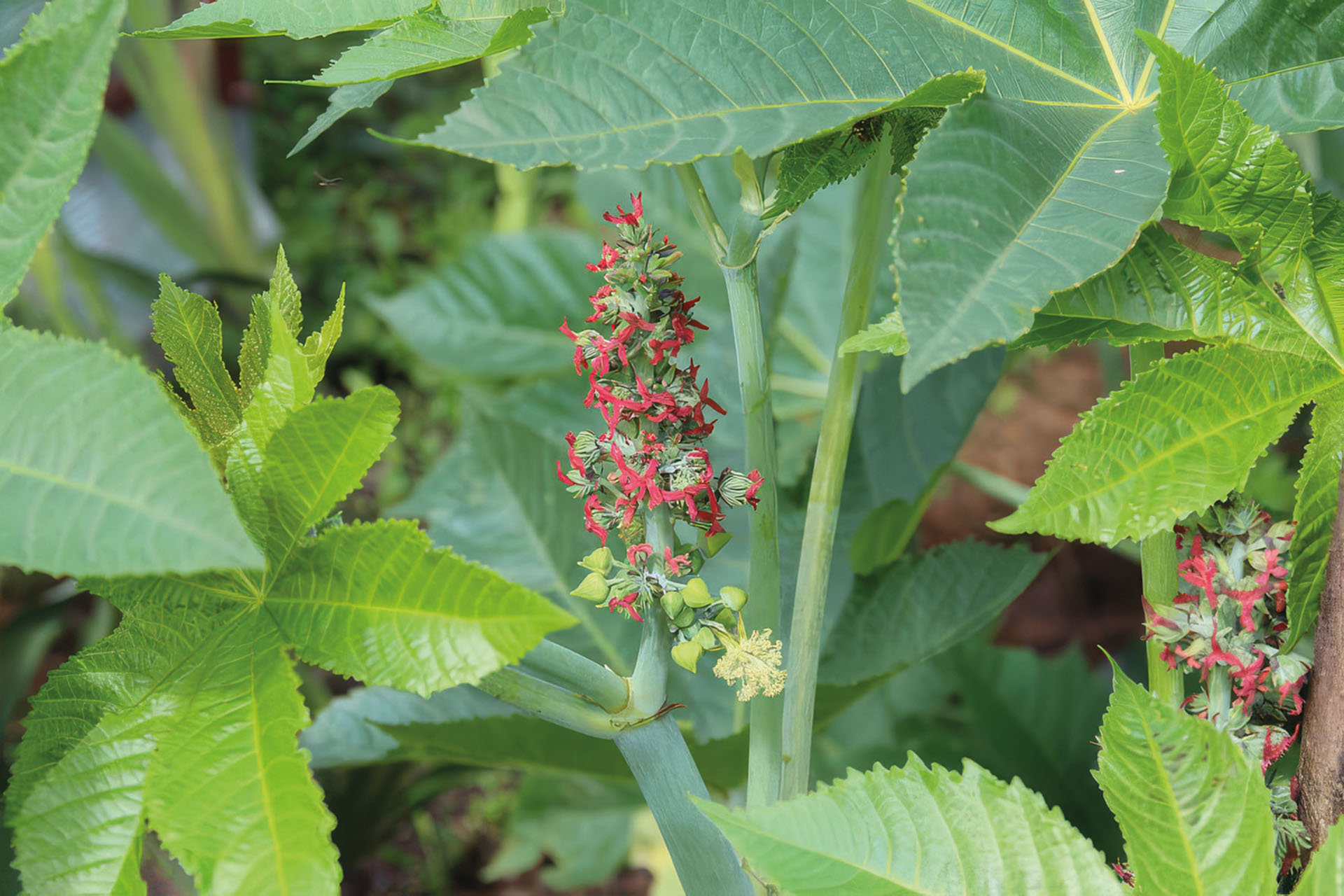 Grüner Rhizinus