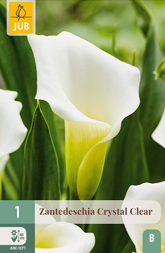 Calla/Zantedeschia Crystal Clear