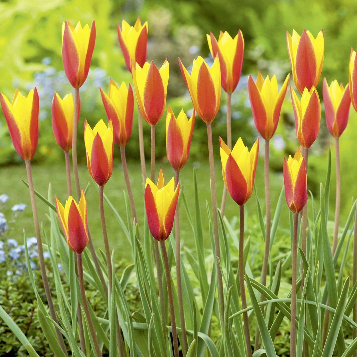 Nahaufnahme von gelb-roten Tulpen mit schlanken Blüten und langen Stielen in einem grünen Gartenbeet, ideal für Frühlingsbepflanzung.