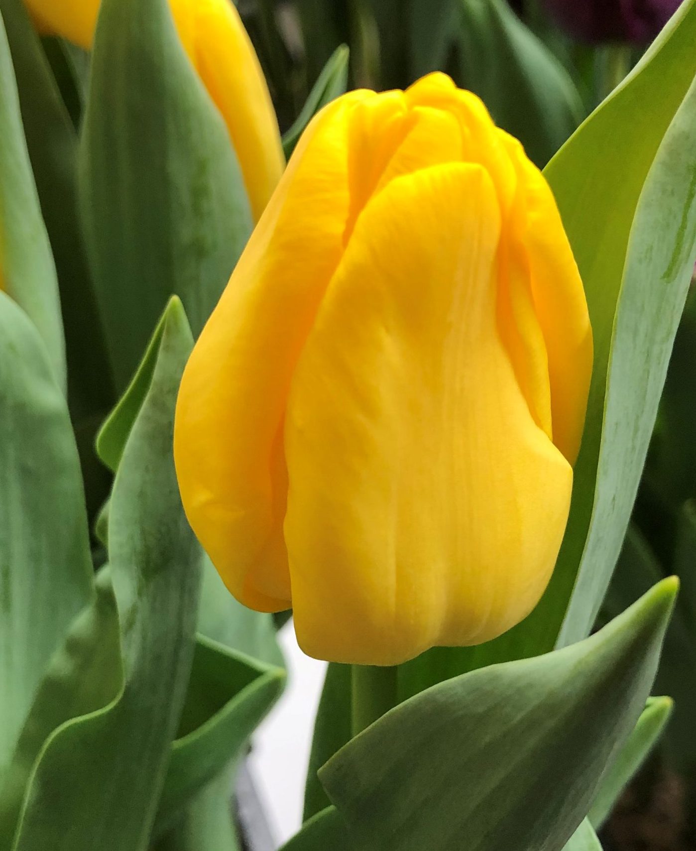 Nahaufnahme der Triumph-Tulpe Lobke mit strahlend gelber Blüte und grünem Laub – halbhohe Frühlingsblume, ideal für Töpfe und Beete.