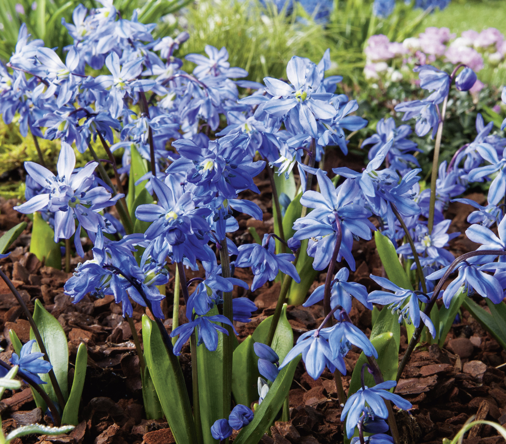 50137_Scilla siberica FM Nahaufnahme sibirischer Blausterne (Scilla) in einem Beet mit Rindenmulch; mehrere zierliche, glockenförmige blaue Blüten und grüne Blätter