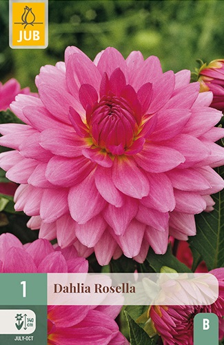 Schmuck-Dahlie Rosella