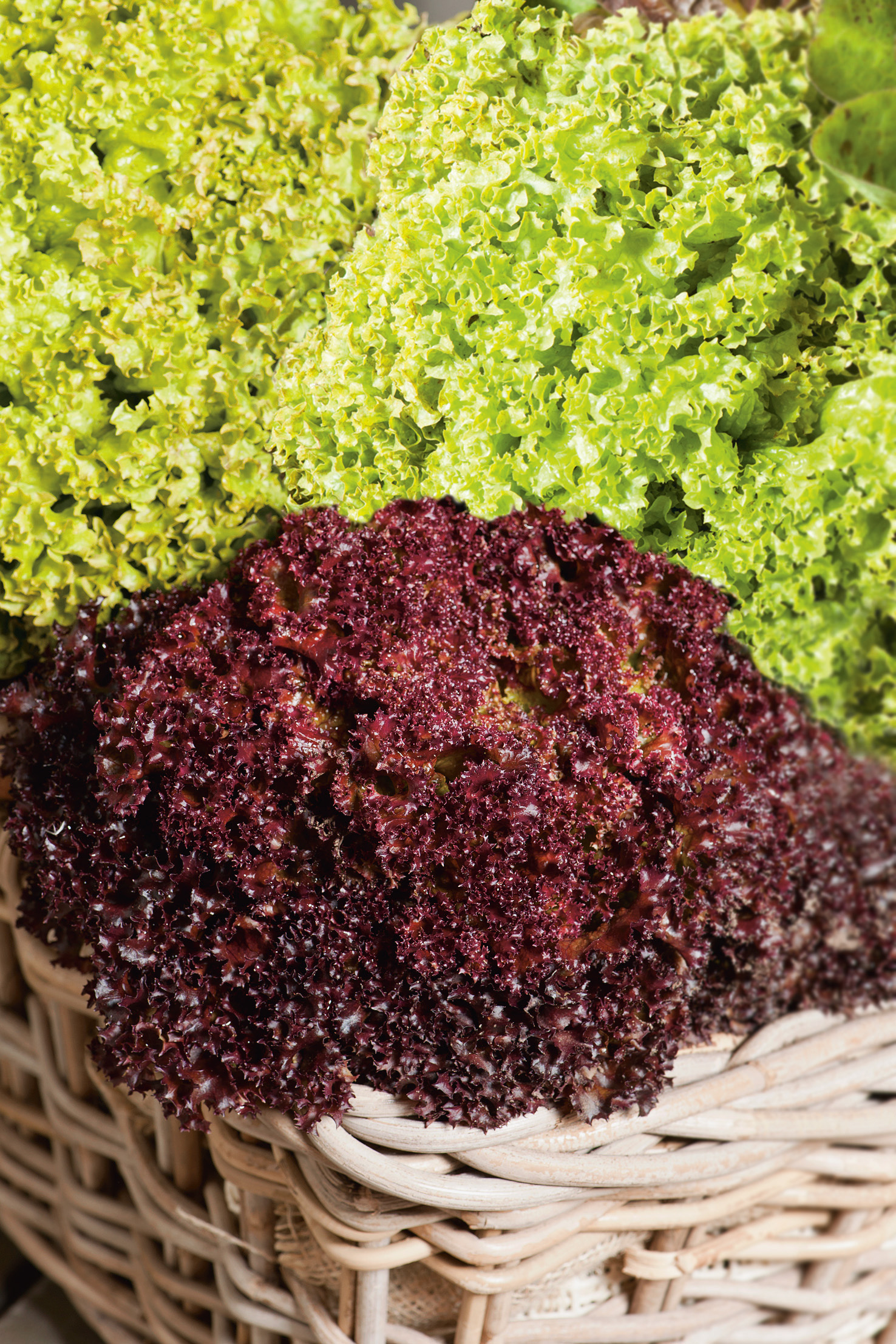 Nahaufnahme von frischem, grünem und rotem Blattsalat mit krausen Blättern in einem geflochtenen Weidenkorb