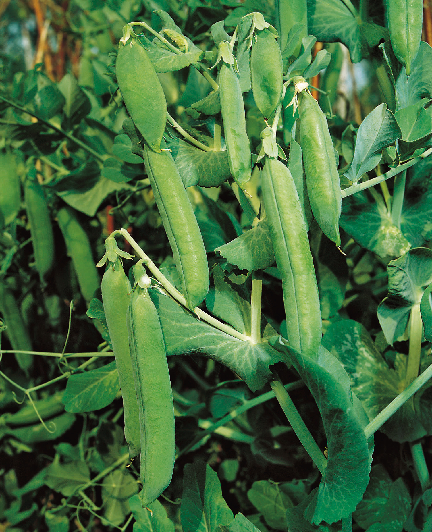 Zuckerschoten an der Ranke, grüne Erbsenschoten mit Blättern im Garten