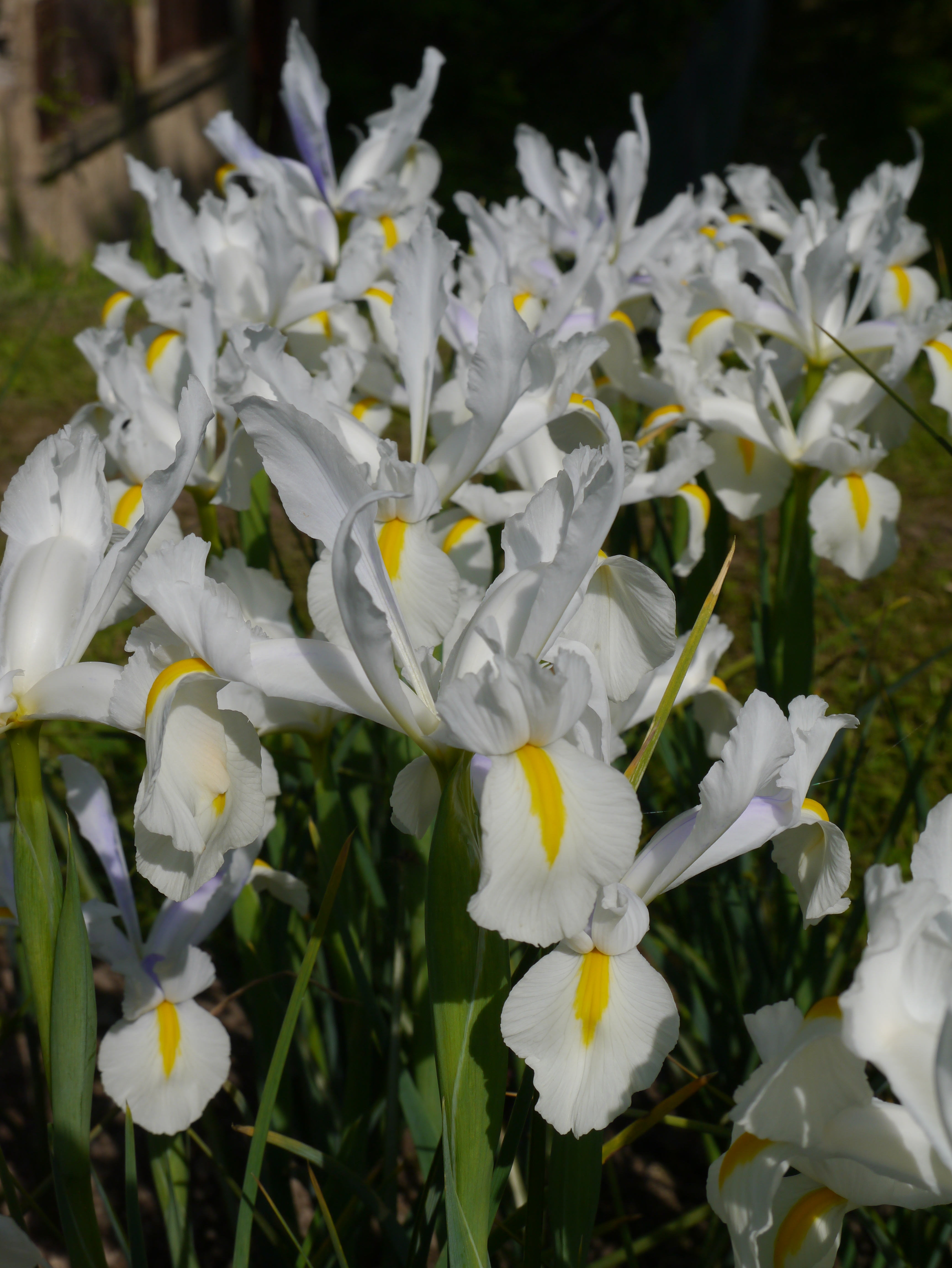 Nahaufnahme mehrerer weißer Irisblüten mit gelber Mittelzeichnung und grünem Blattwerk im Garten