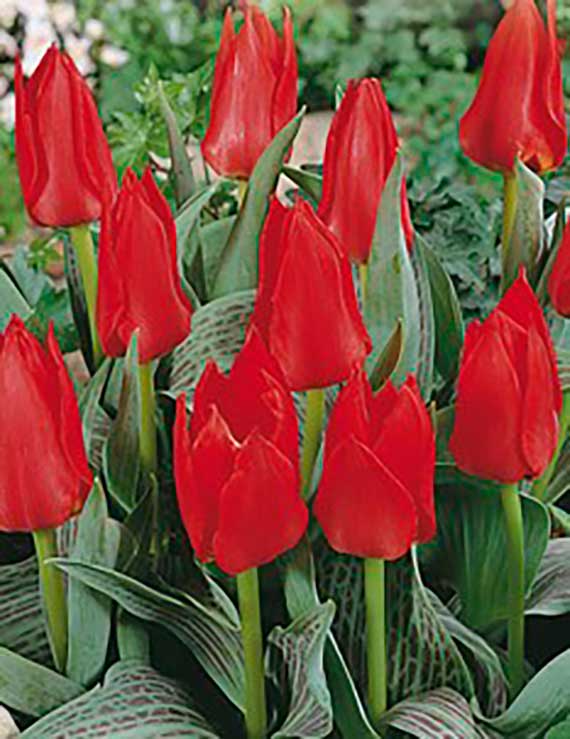 Eine Gruppe roter Tulpenblüten umgeben von grünen Blättern im Garten.