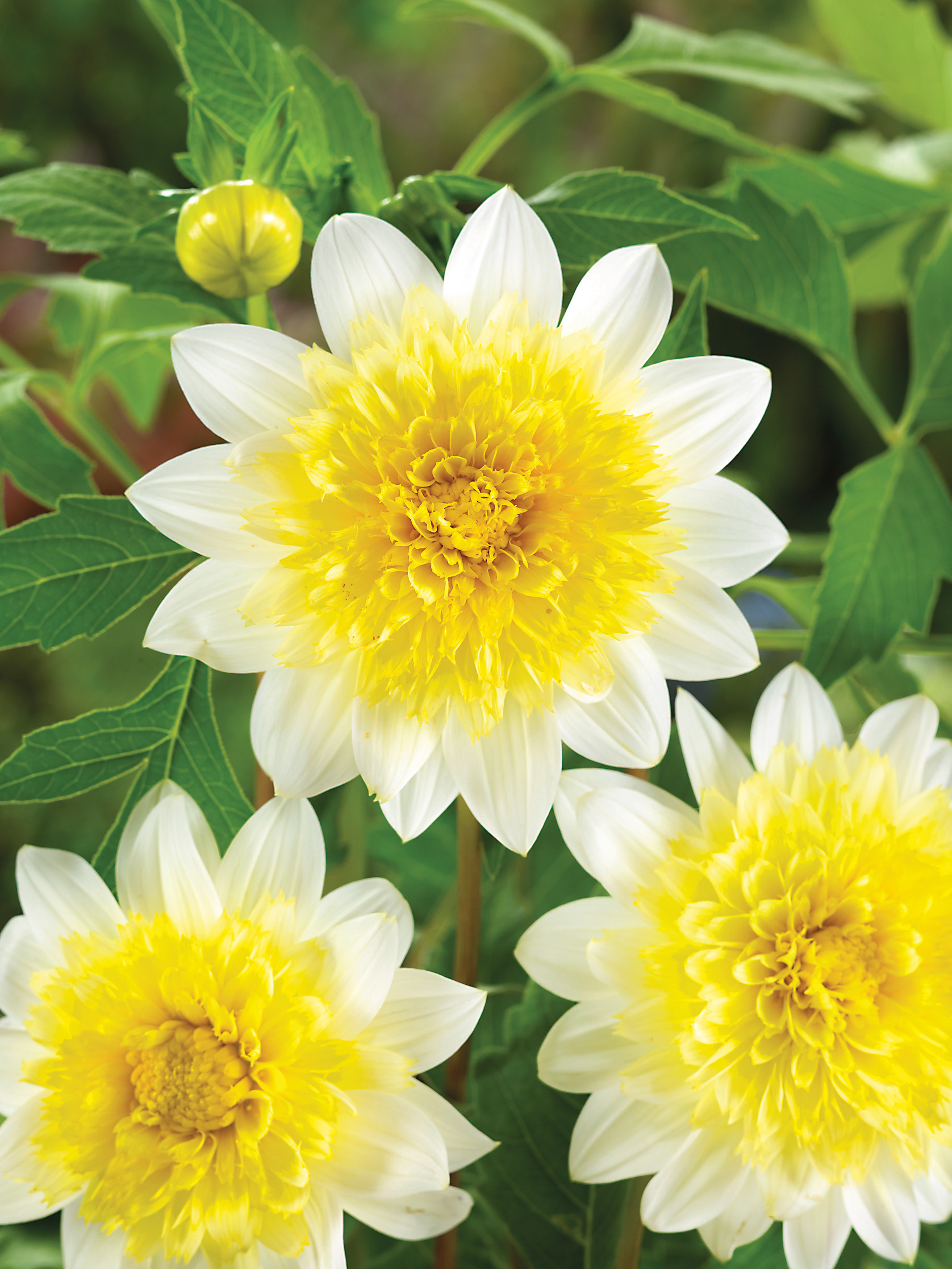 Anemonenblütige Dahlie Paso Doble mit leuchtend gelber Blütenmitte und cremeweißen Blütenblättern, ideal für sonnige Sommersträuße im Garten