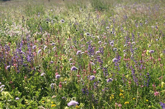 Wildsamen-Mischung (05) PR7 /U11 Mager- und Sandrasen