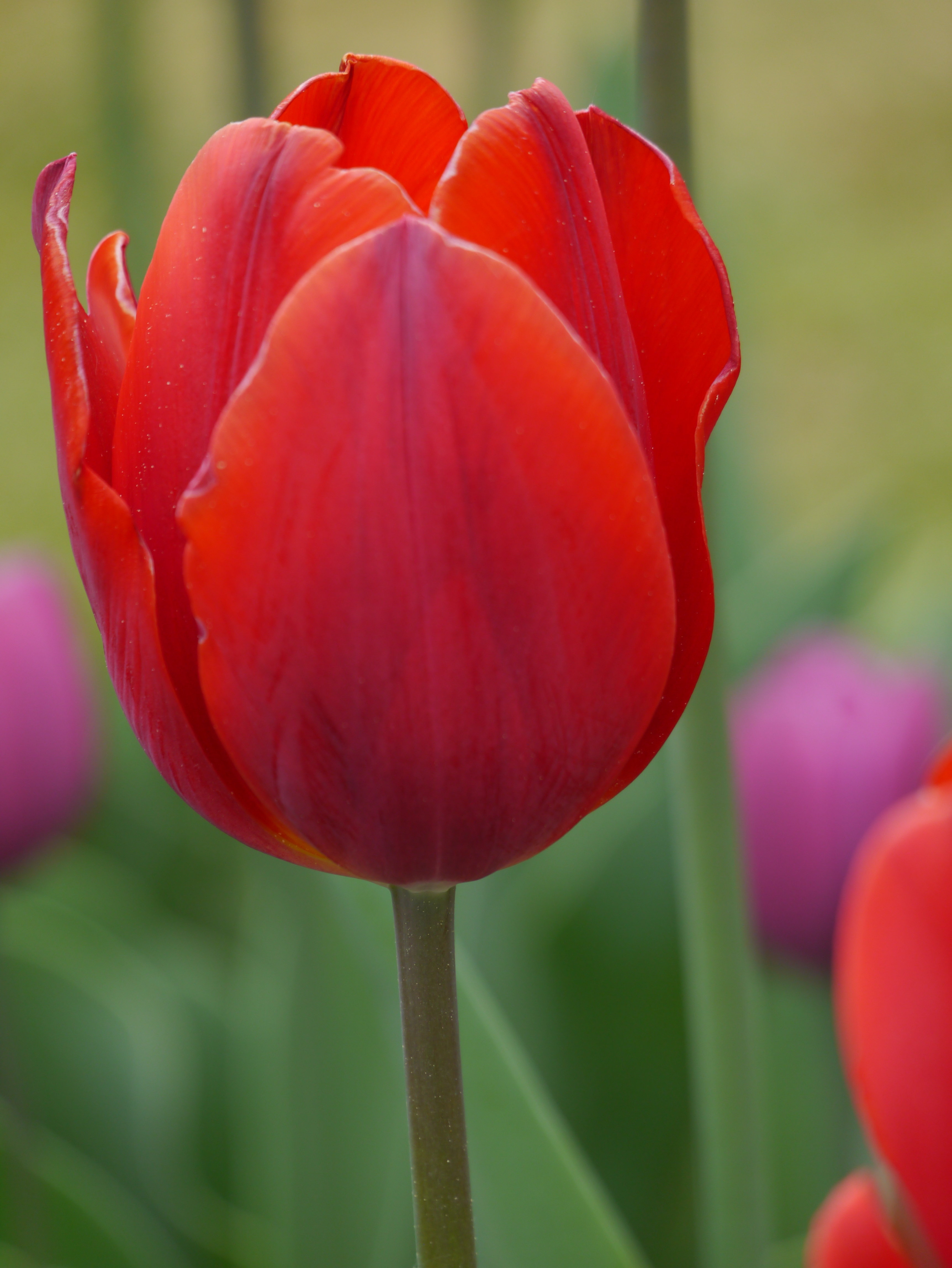 Nahaufnahme einer roten Tulpe mit grünem, unscharfem Hintergrund