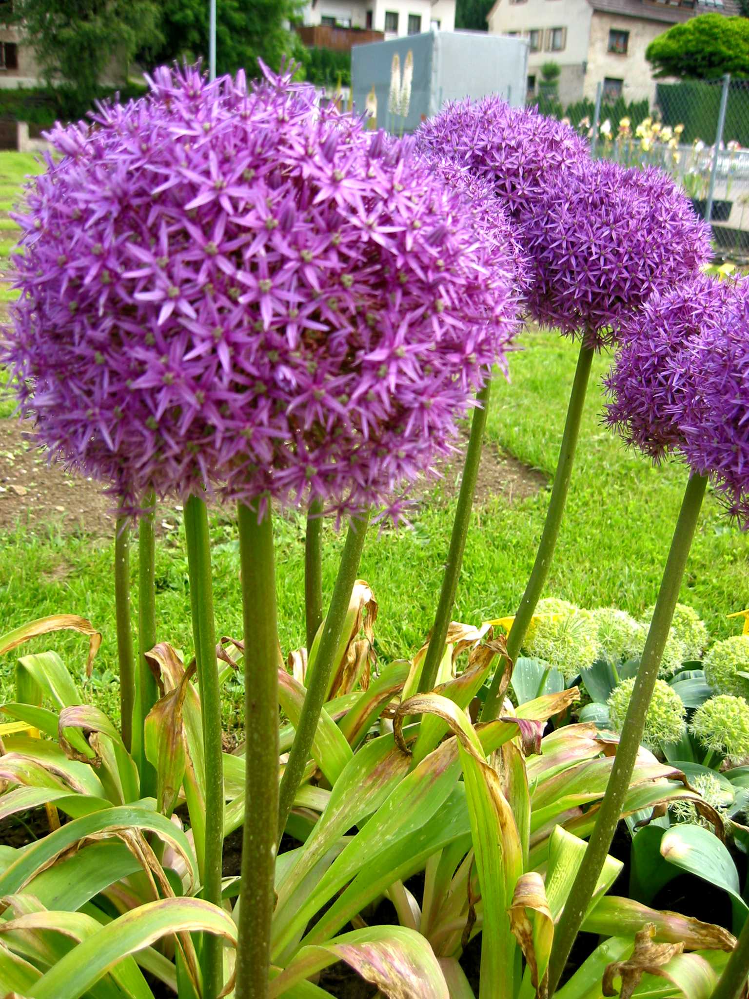 Nahaufnahme von violetten Allium-Kugelblüten (Zierlauch) im Garten, mehrere runde Blüten auf hohen Stängeln