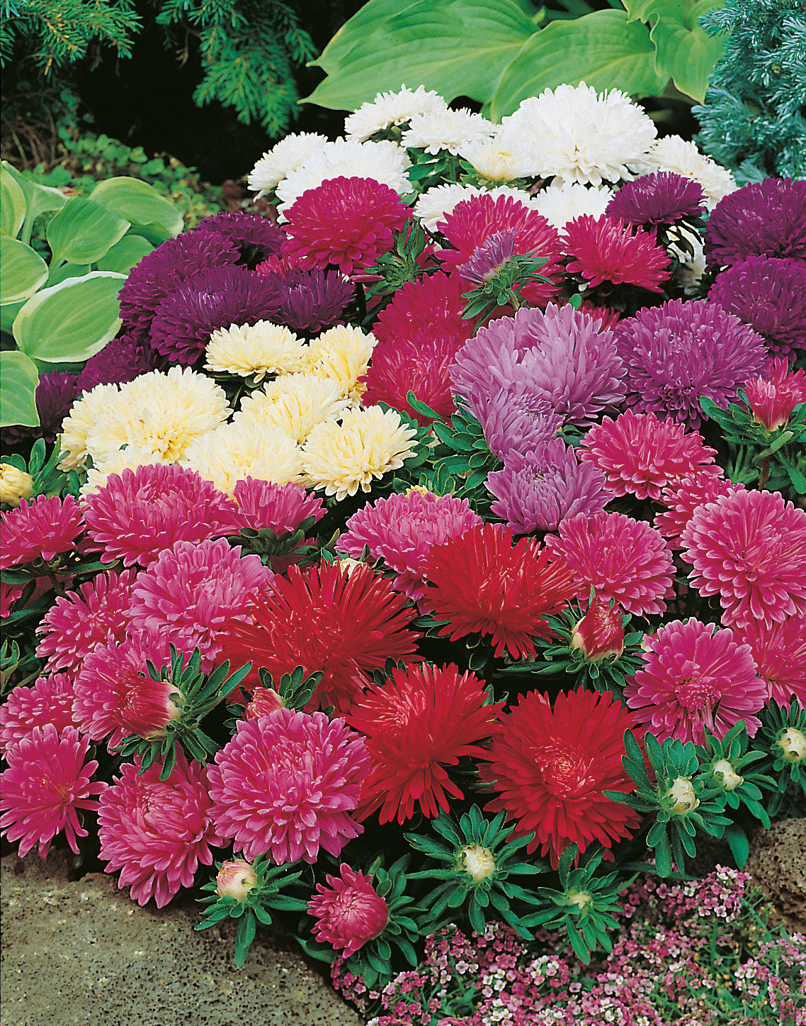 Nahaufnahme einer Gartenaster-Mischung mit dicht stehenden, pomponartigen Blüten in Rot, Rosa, Violett und Weiß, umgeben von grünem Laub und Bodendeckern