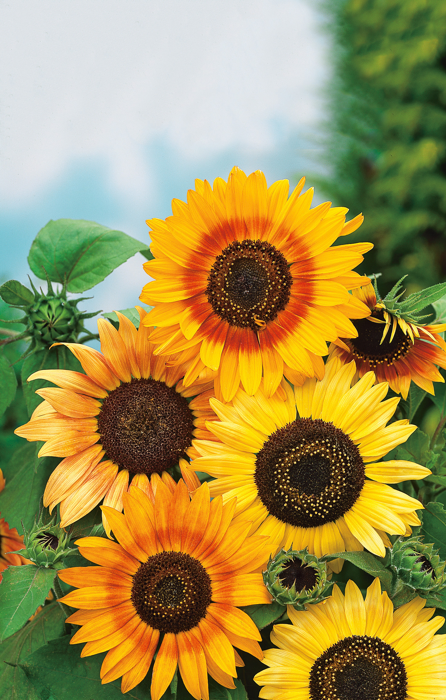 Nahaufnahme mehrerer Sonnenblumen mit gelb-orangefarbenen Blütenblättern, dunklen Blütenkernen, grünen Blättern und unreifen Knospen