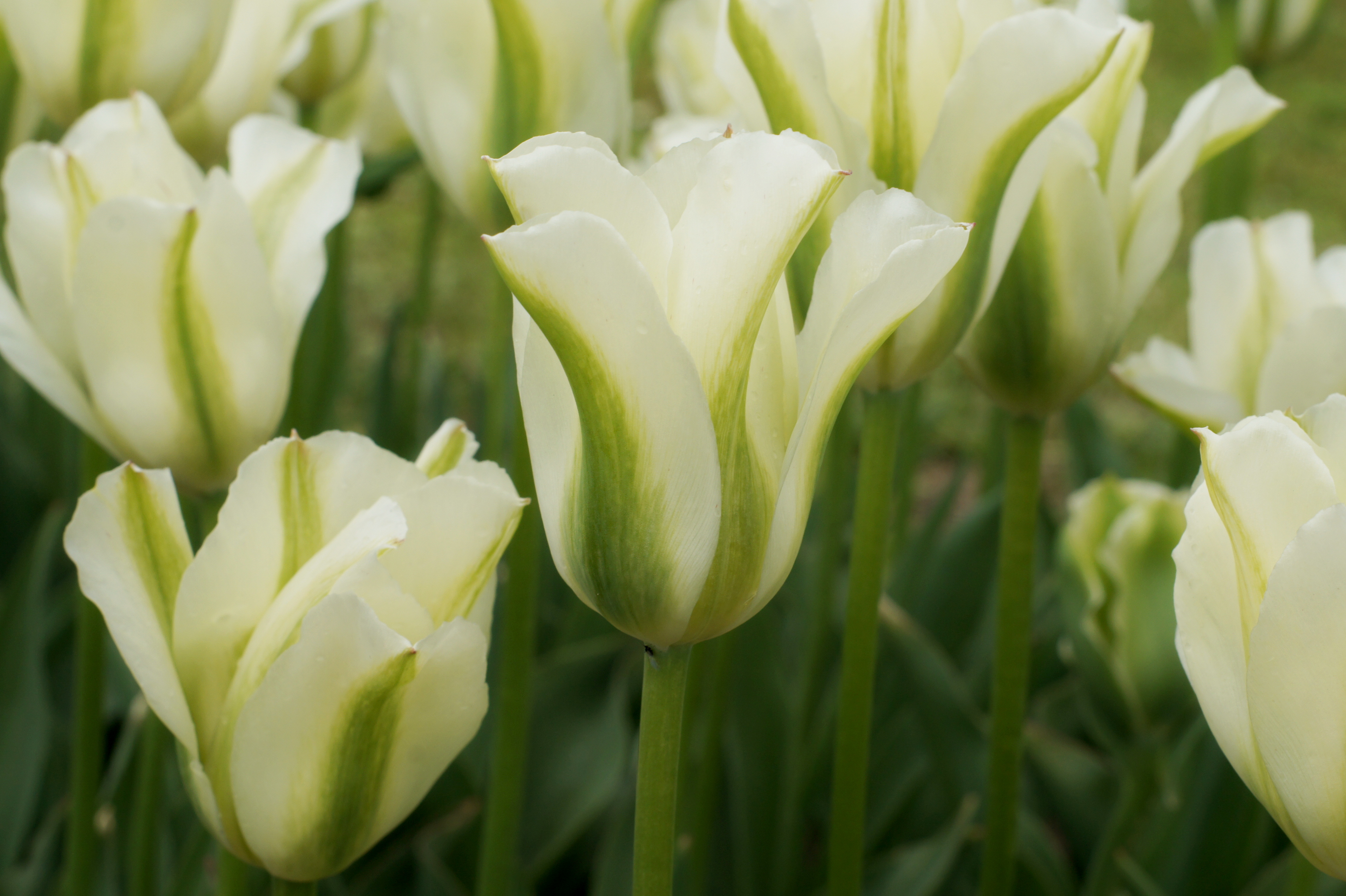 Weiß-blühende Tulpen mit dekorativen grünen Streifen im Garten