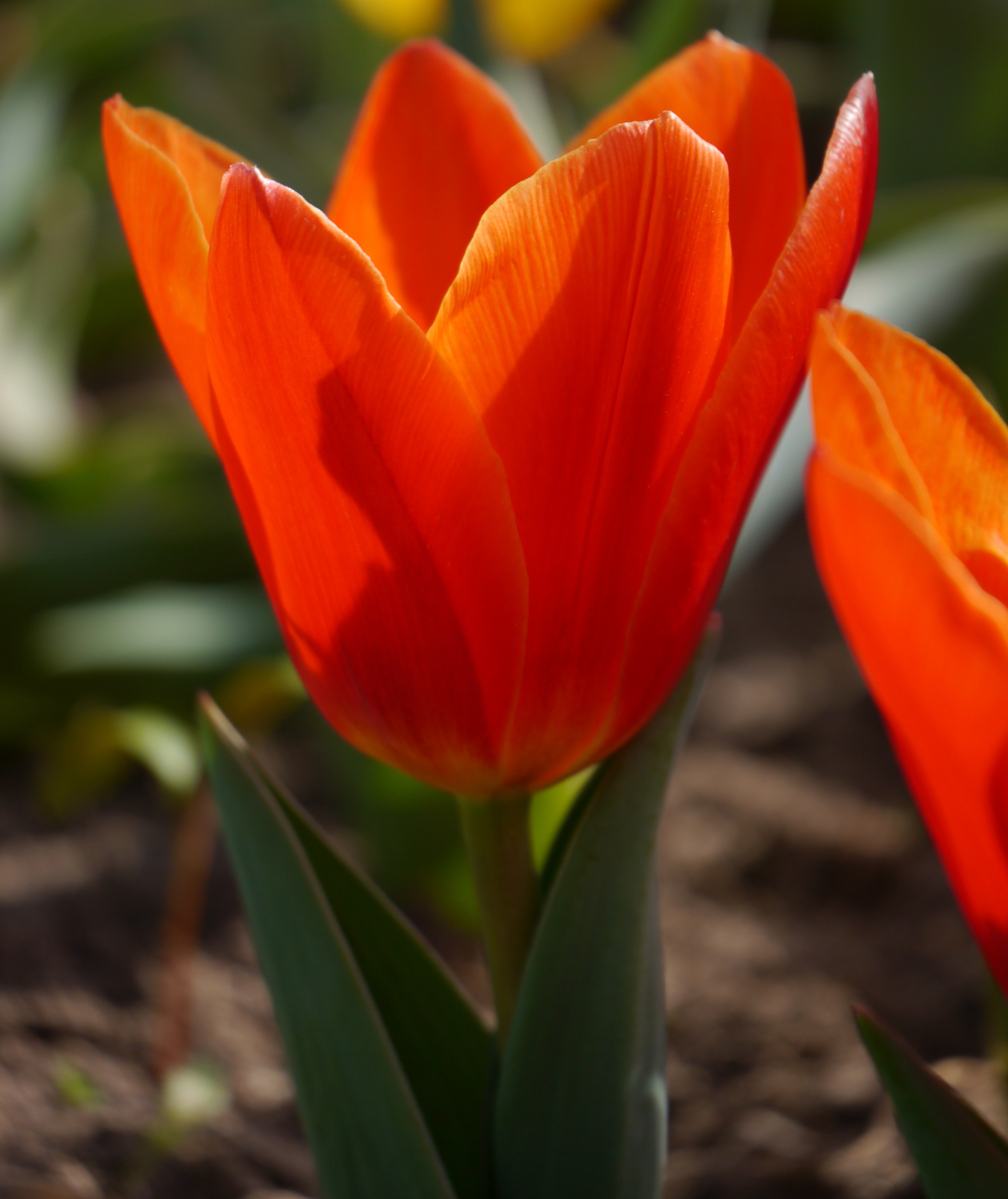 Nahaufnahme einer roten Tulpe im Garten, leuchtend orange-rote Blütenblätter, grüne Blätter im Vordergrund, unscharfer Hintergrund