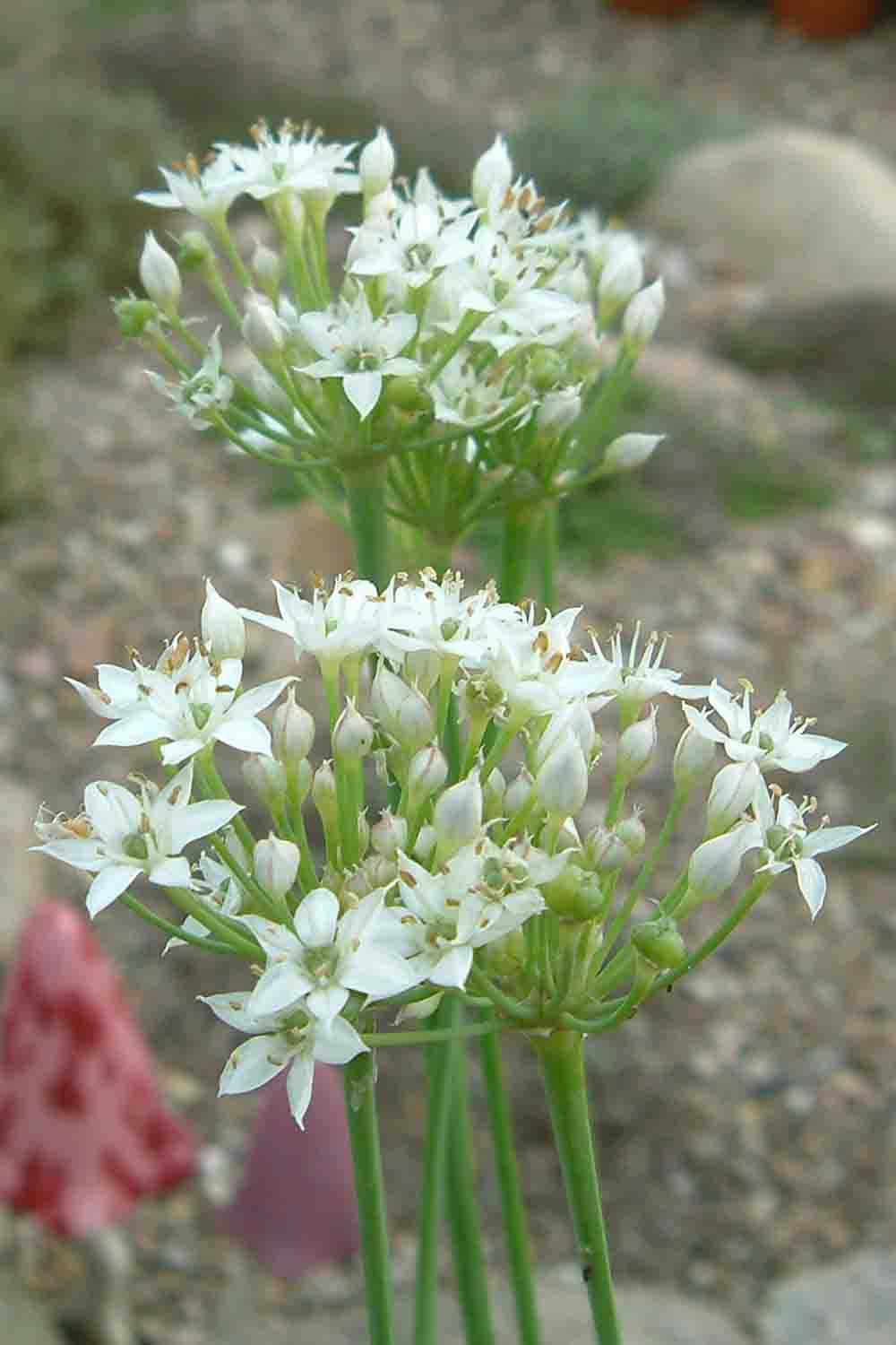 56072_Allium tuberosum Nahaufnahme von Zierlauch (Allium) mit mehreren kleinen, sternförmigen weißen Blüten in dichten Dolden, grünen Stängeln und unscharfem Kieselboden-Hintergrund.