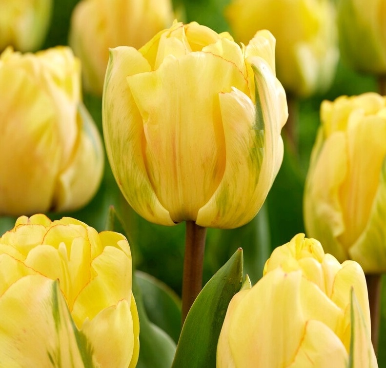 Nahaufnahme gelber Tulpen im Garten mit frischen grünen Blättern und zarten Blütenrändern