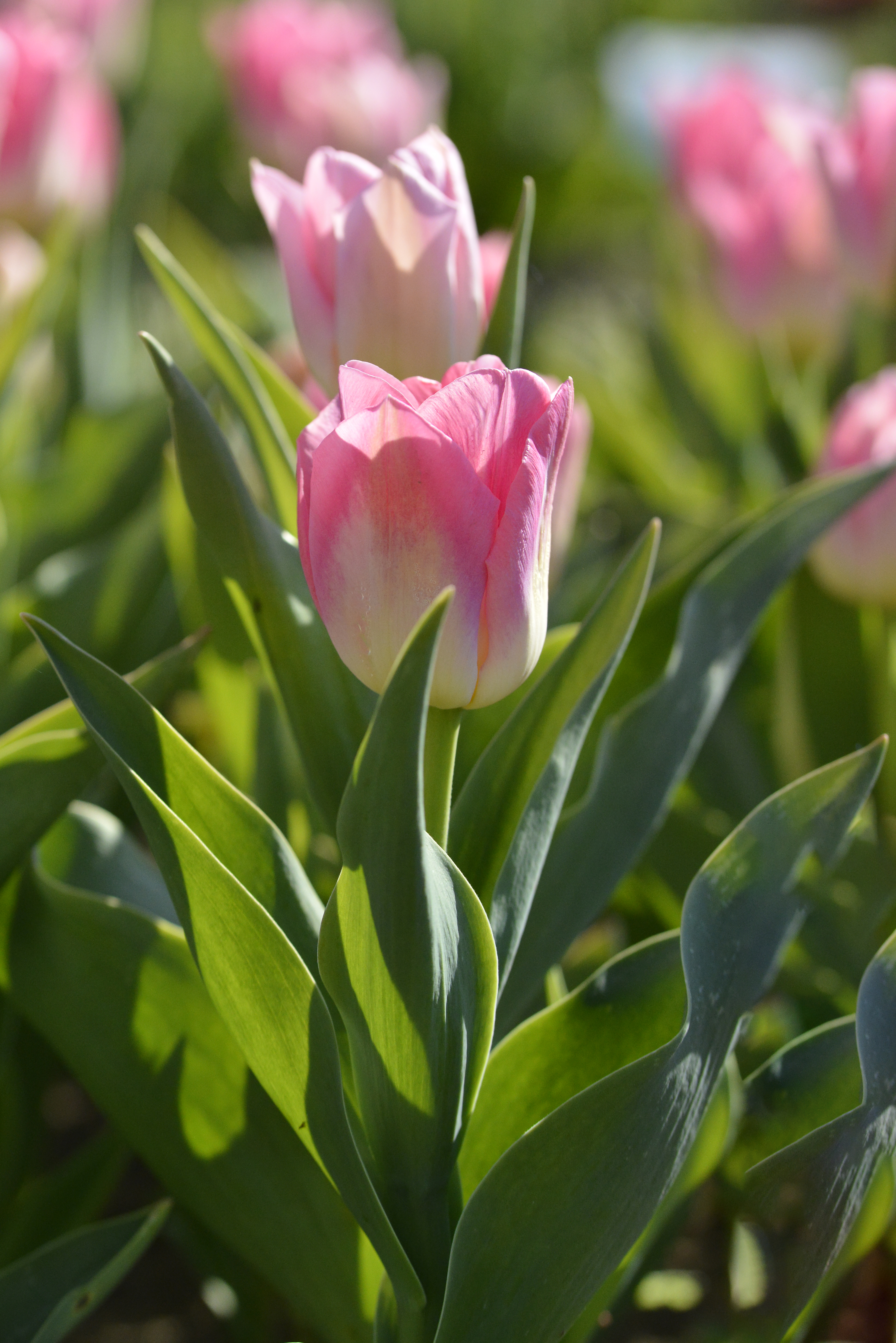 Nahaufnahme einer rosa Tulpe mit grünen Blättern im Garten bei Sonnenlicht