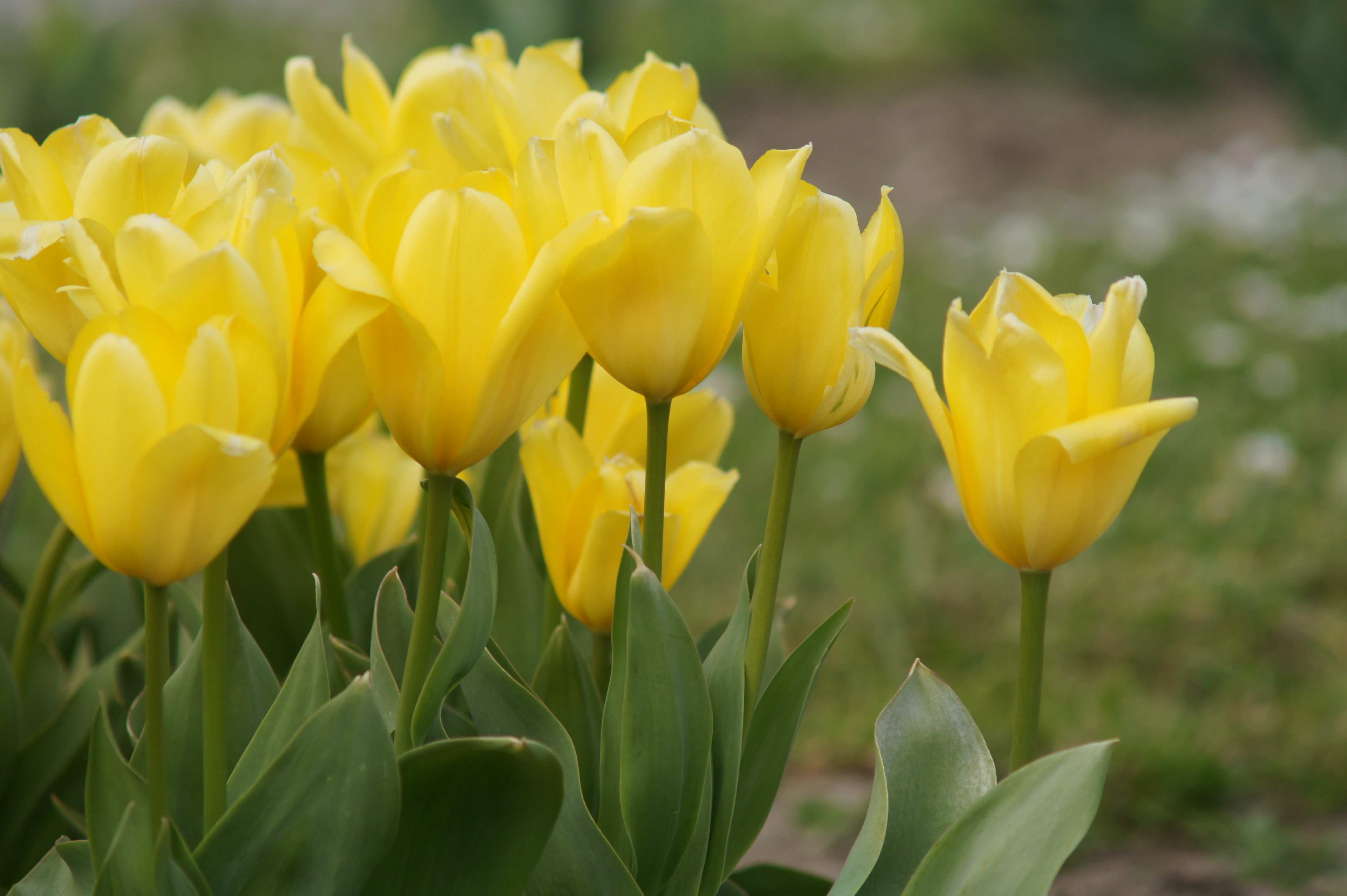 Gelbe Tulpen im Garten, Nahaufnahme von Blüten und grünen Blättern