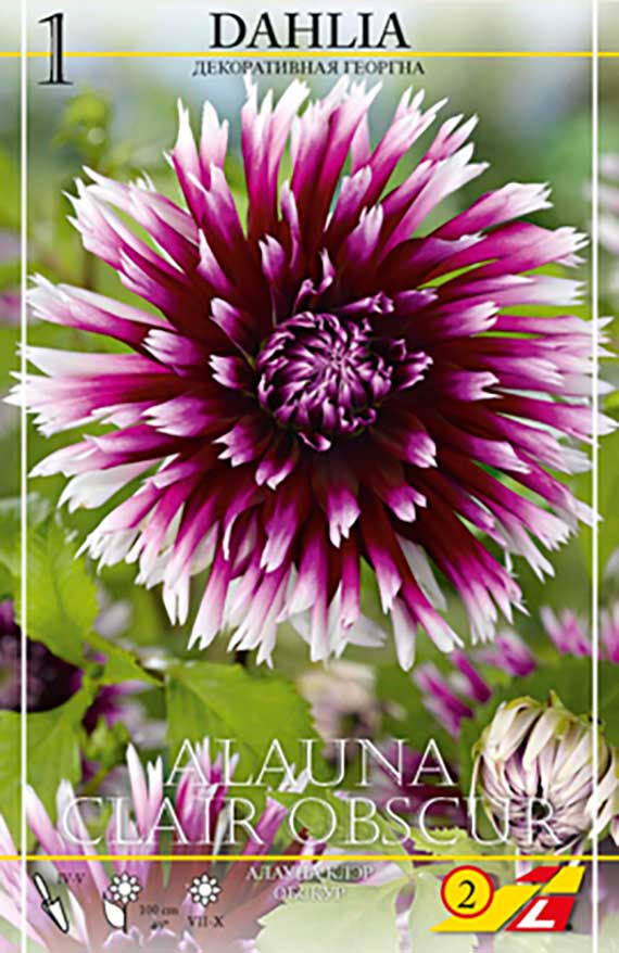Nahaufnahme einer zweifarbigen Dahlie 'Alajuna Clair Obscur' mit dunkelrosa bis violetter Mitte und weißen Spitzen, dekorative Gartenblüte auf Verpackung