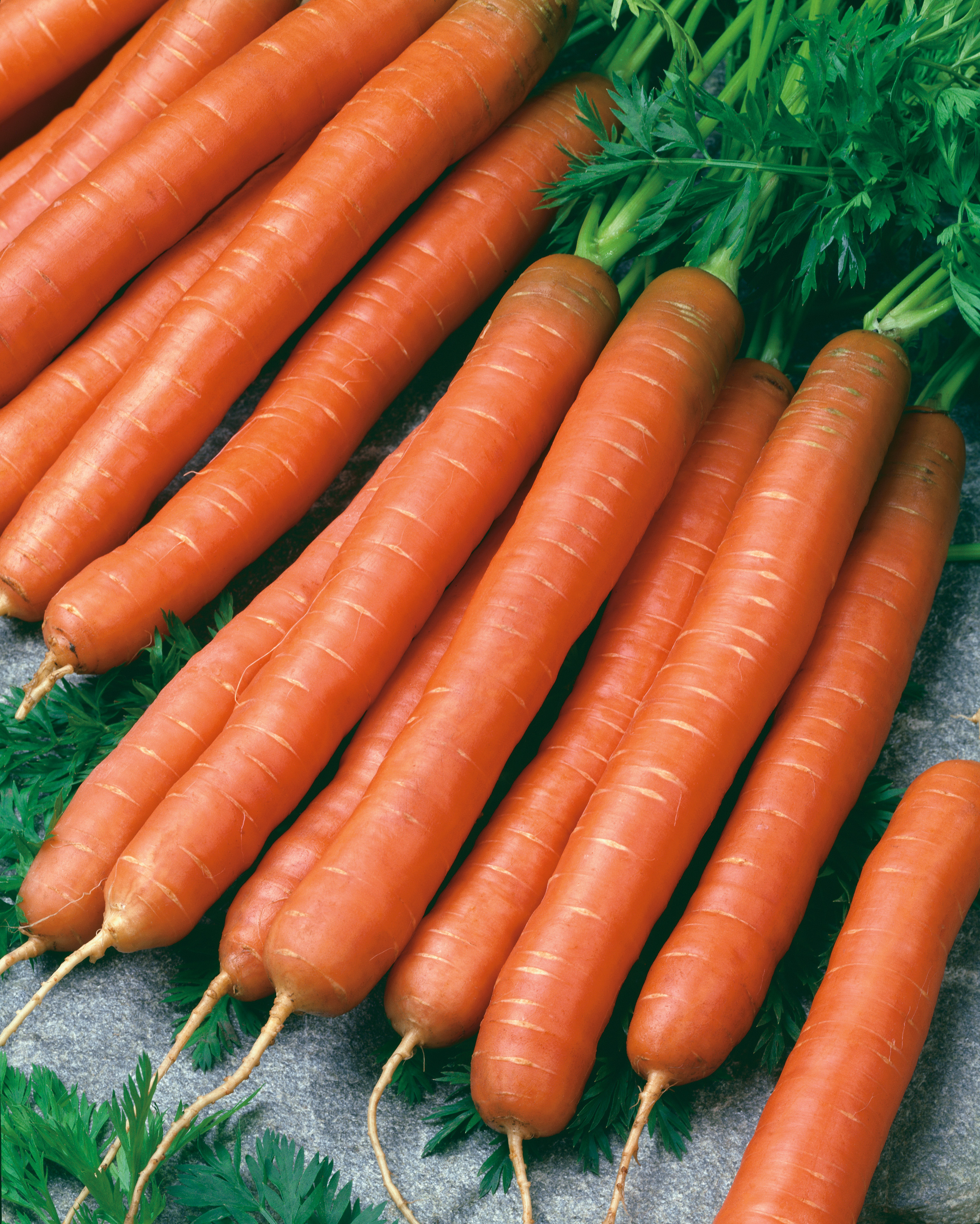 Nahaufnahme von mehreren frischen, langen, orangefarbenen Karotten mit Grün auf hellem Untergrund