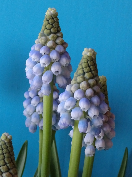 Muscari aucheri Ocean Magic