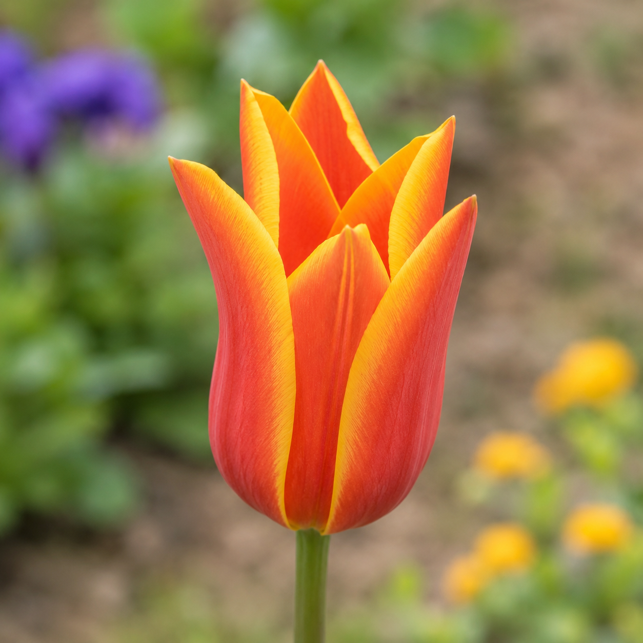 Greigii-Tulpen Cape Cod