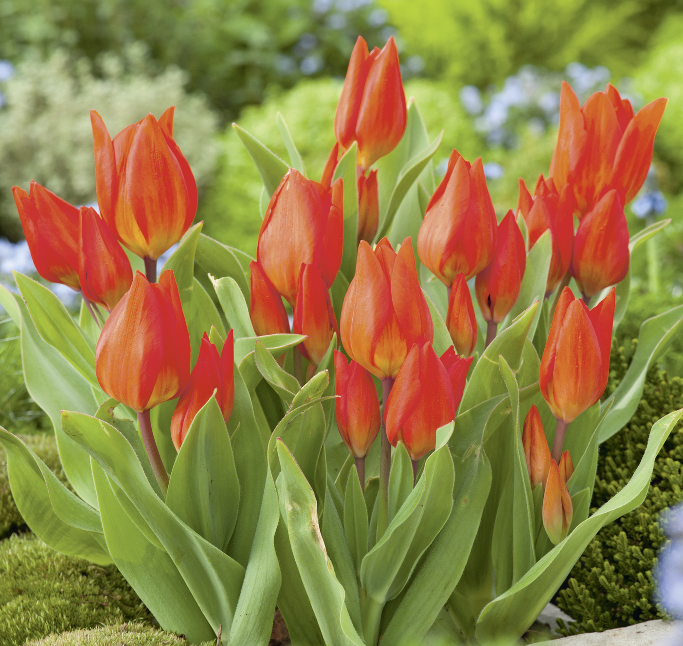 Nahaufnahme mehrerer leuchtend roter Tulpen mit frischen grünen Blättern in einem Gartenbeet, dekorative Frühlingsbepflanzung