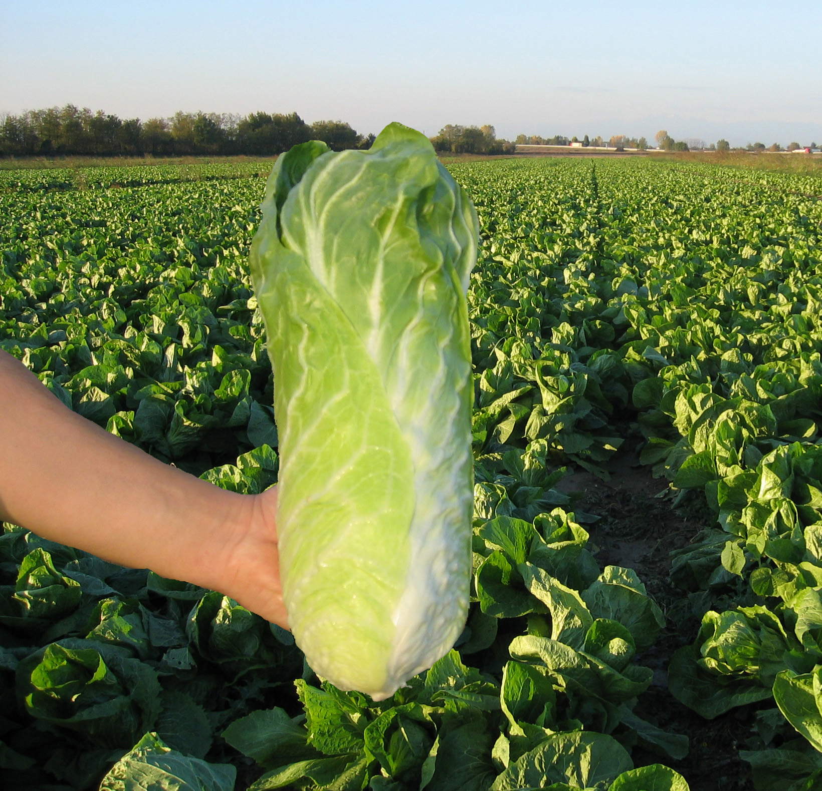 Hand hält einen erntefrischen Chinakohl (Napa-Kohl) vor einem großen Feld mit Kohlpflanzen im Hintergrund.